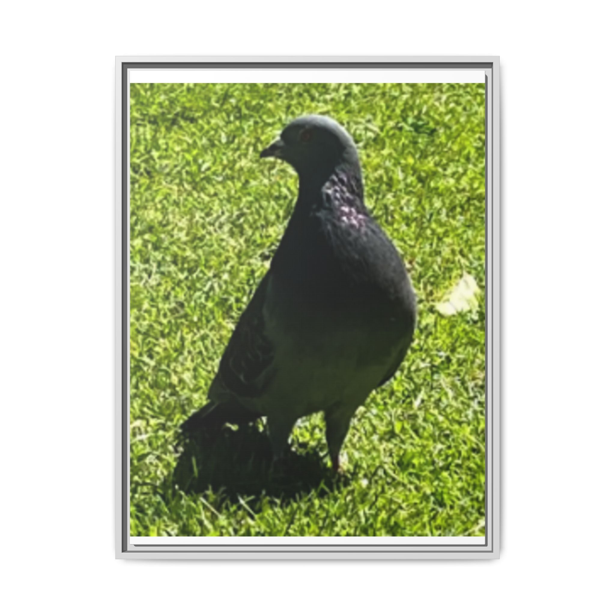Pigeon on Grass Matte Canvas Print (Framed)