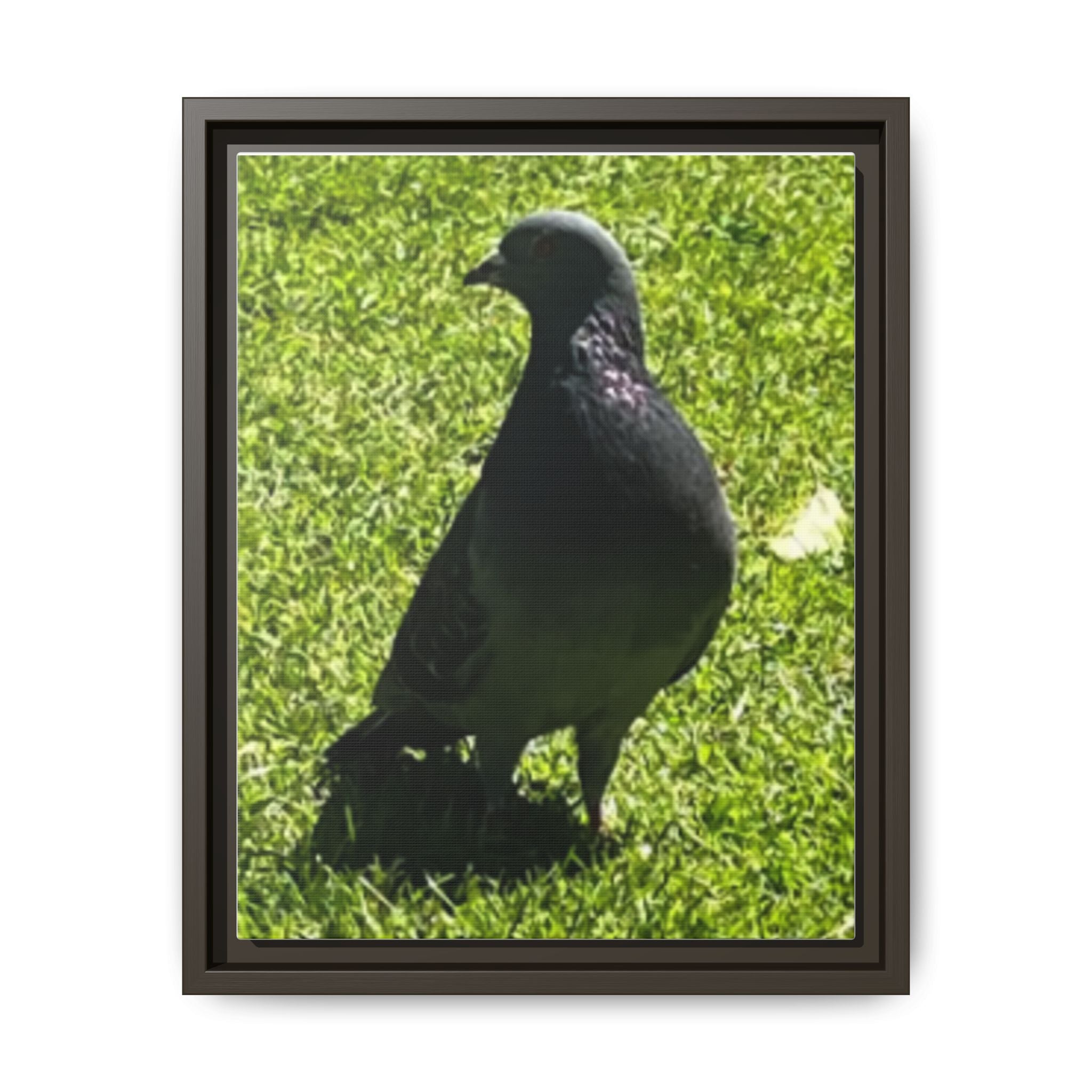 Pigeon on Grass Matte Canvas Print (Framed)