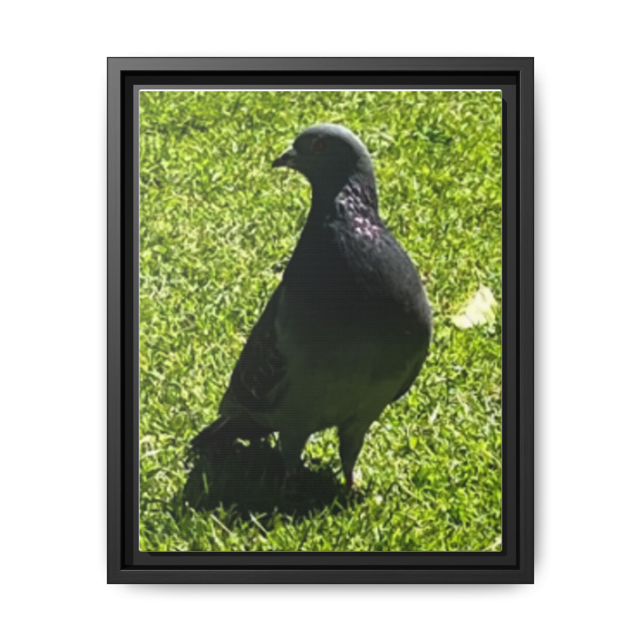 Pigeon on Grass Matte Canvas Print (Framed)