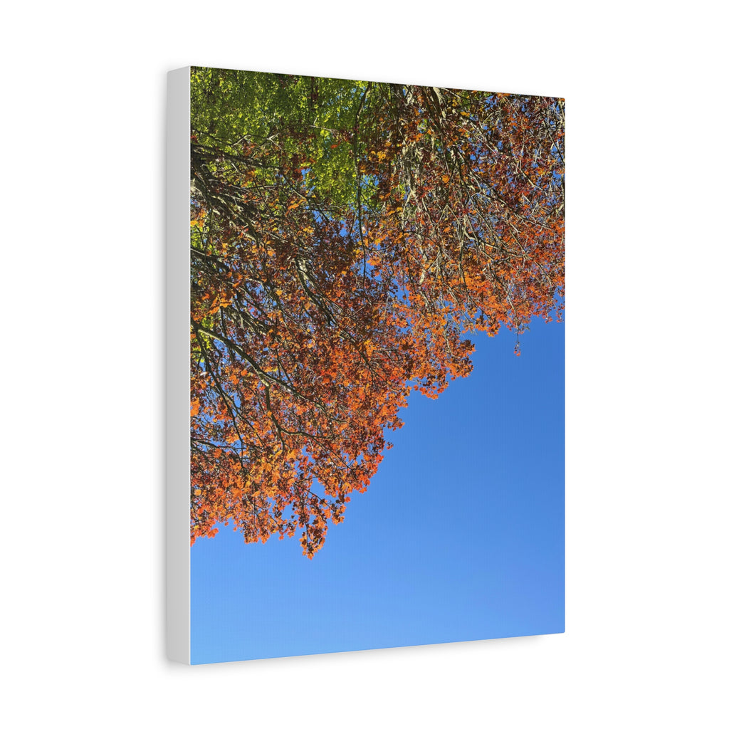 Autumn Canopy Matte Canvas Print — Stretched 1.25"