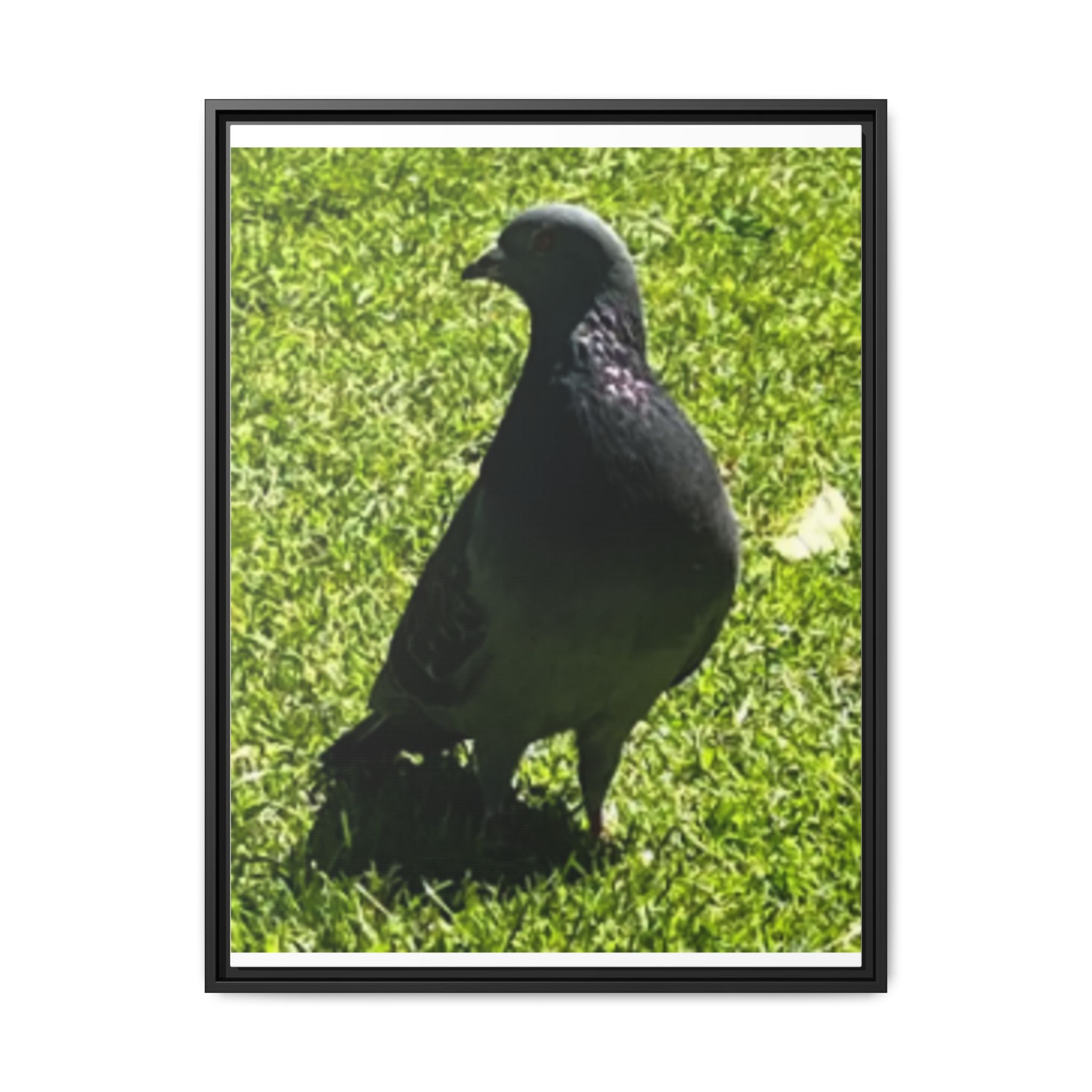 Pigeon on Grass Matte Canvas Print (Framed)