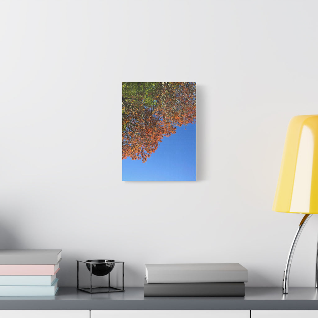 Autumn Canopy Matte Canvas Print — Stretched 1.25"