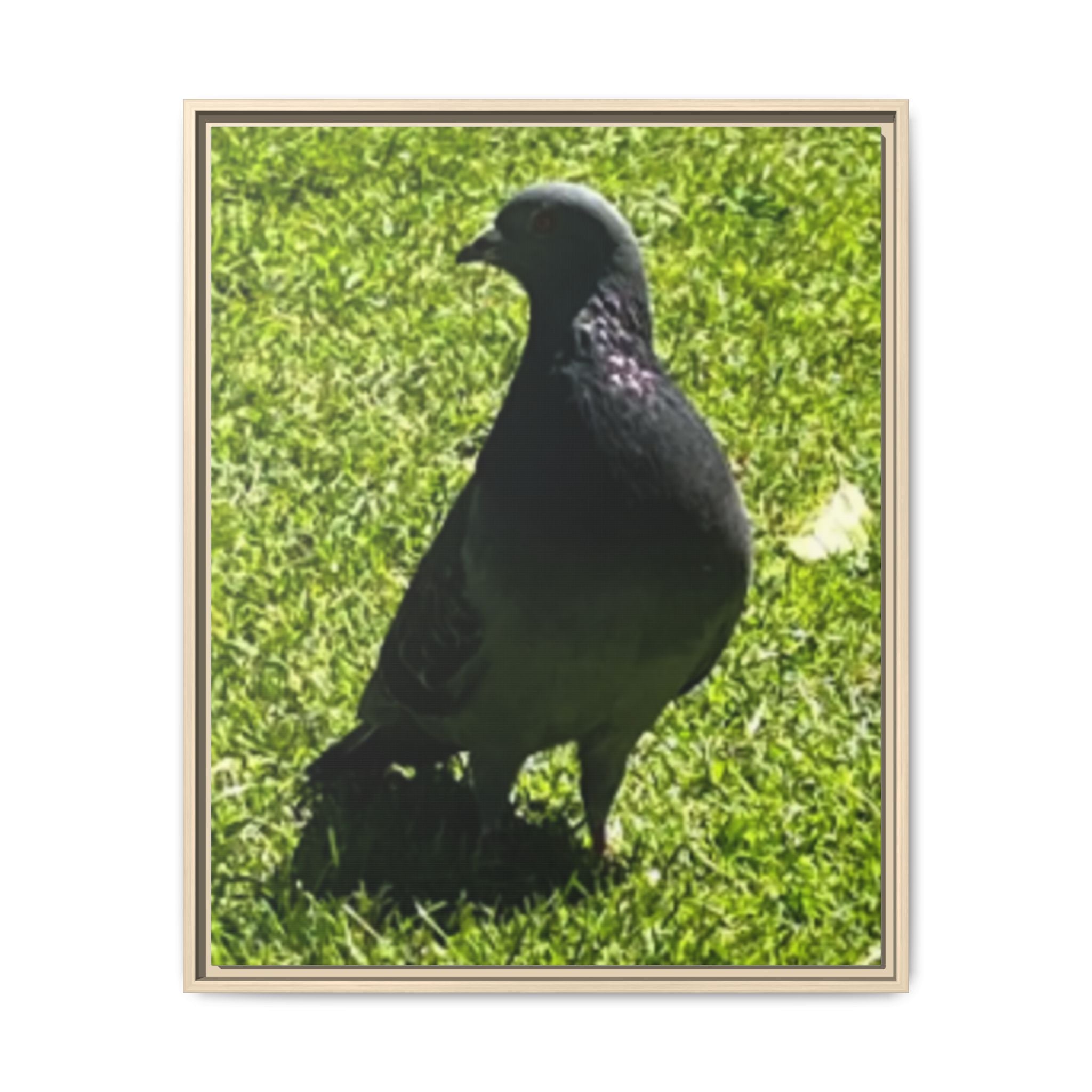 Pigeon on Grass Matte Canvas Print (Framed)