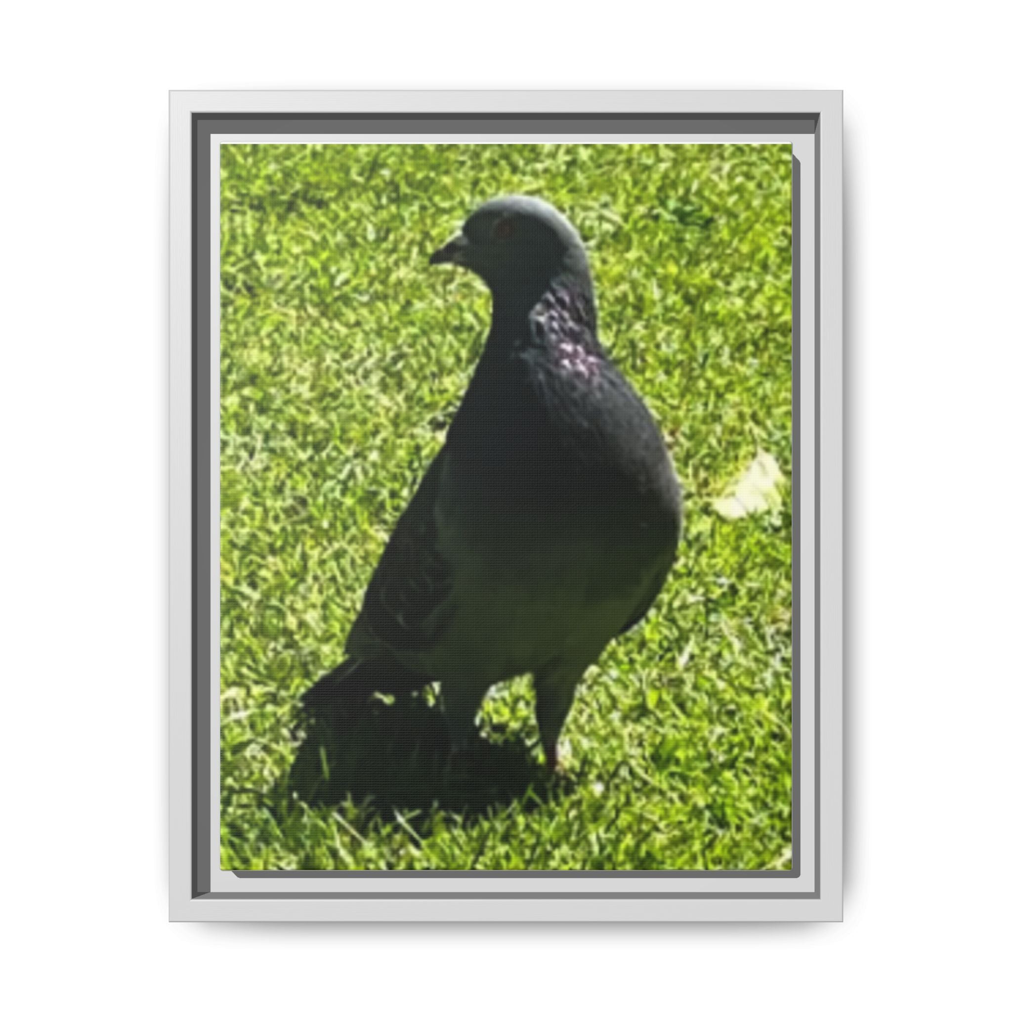 Pigeon on Grass Matte Canvas Print (Framed)