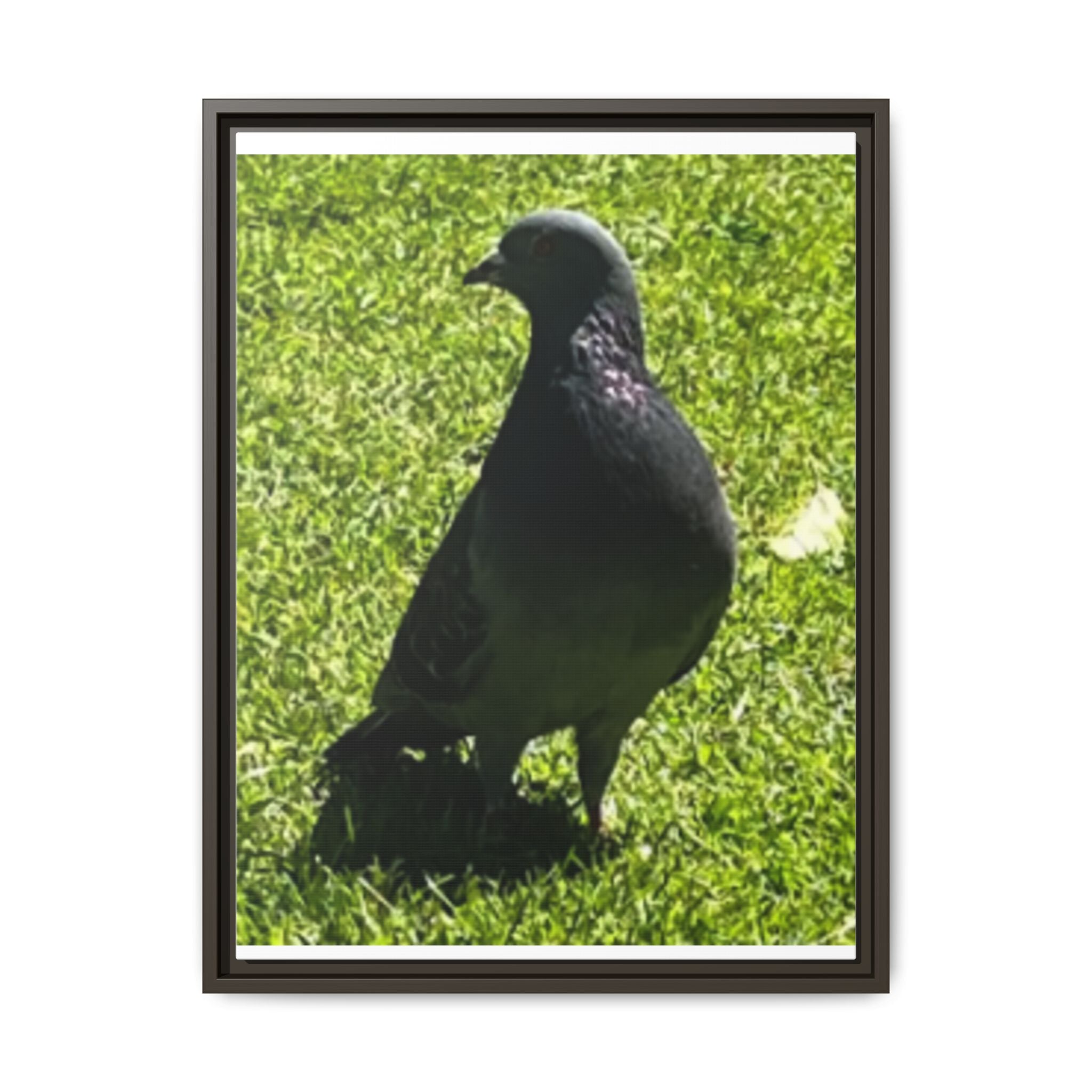 Pigeon on Grass Matte Canvas Print (Framed)
