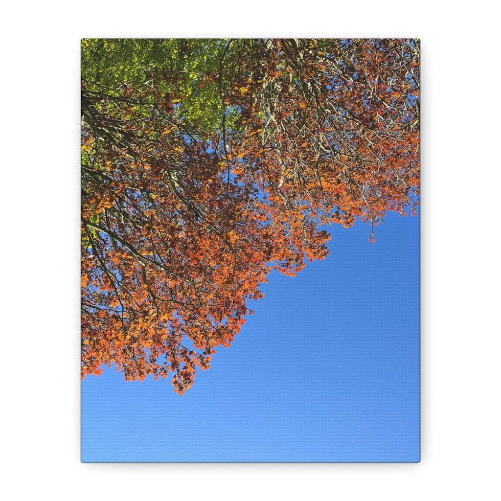 Autumn Canopy Matte Canvas Print — Stretched 1.25"
