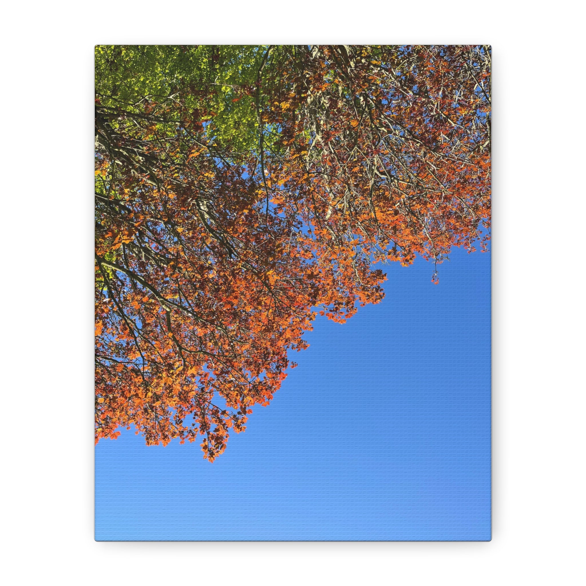 Autumn Canopy Matte Canvas Print — Stretched 1.25"