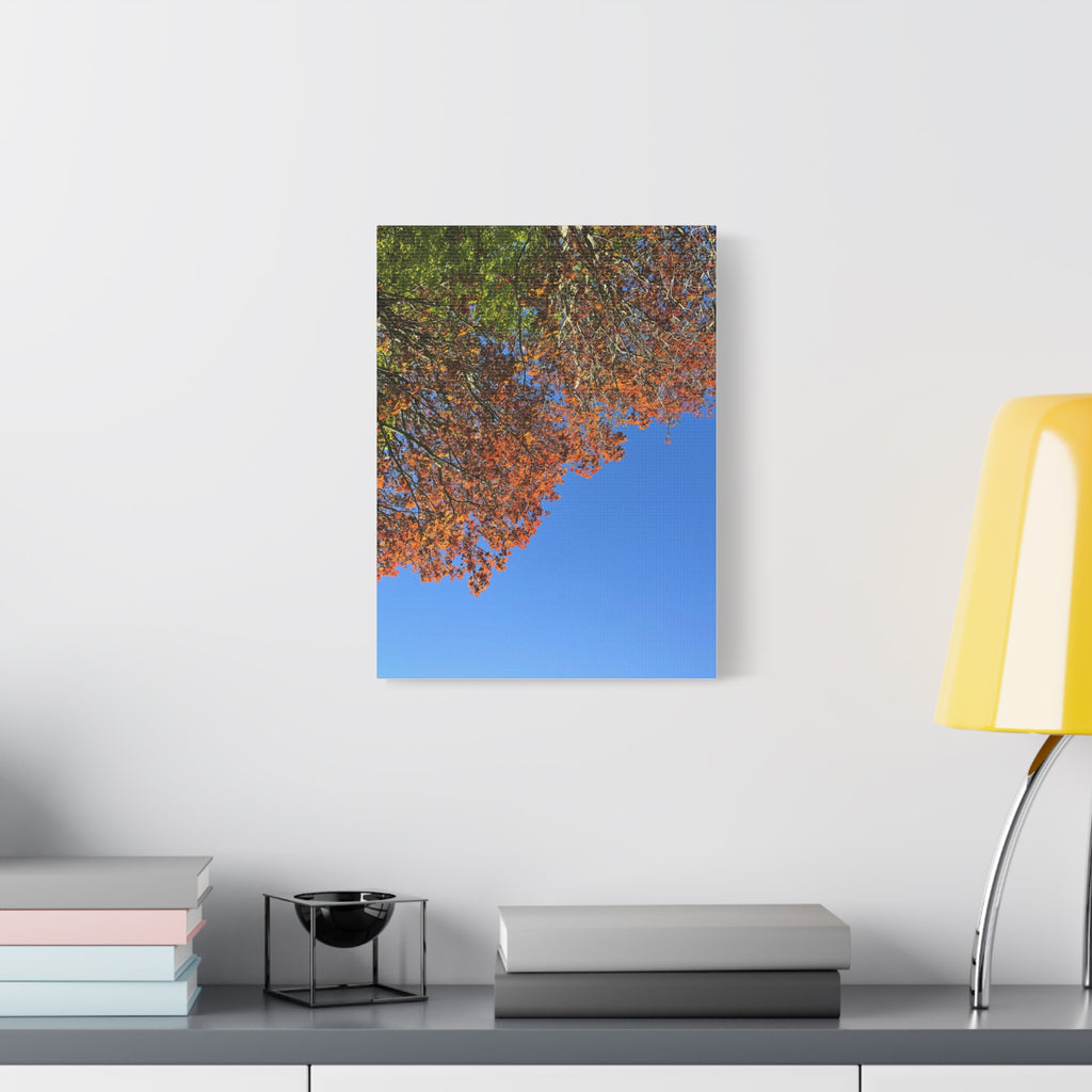 Autumn Canopy Matte Canvas Print — Stretched 1.25"