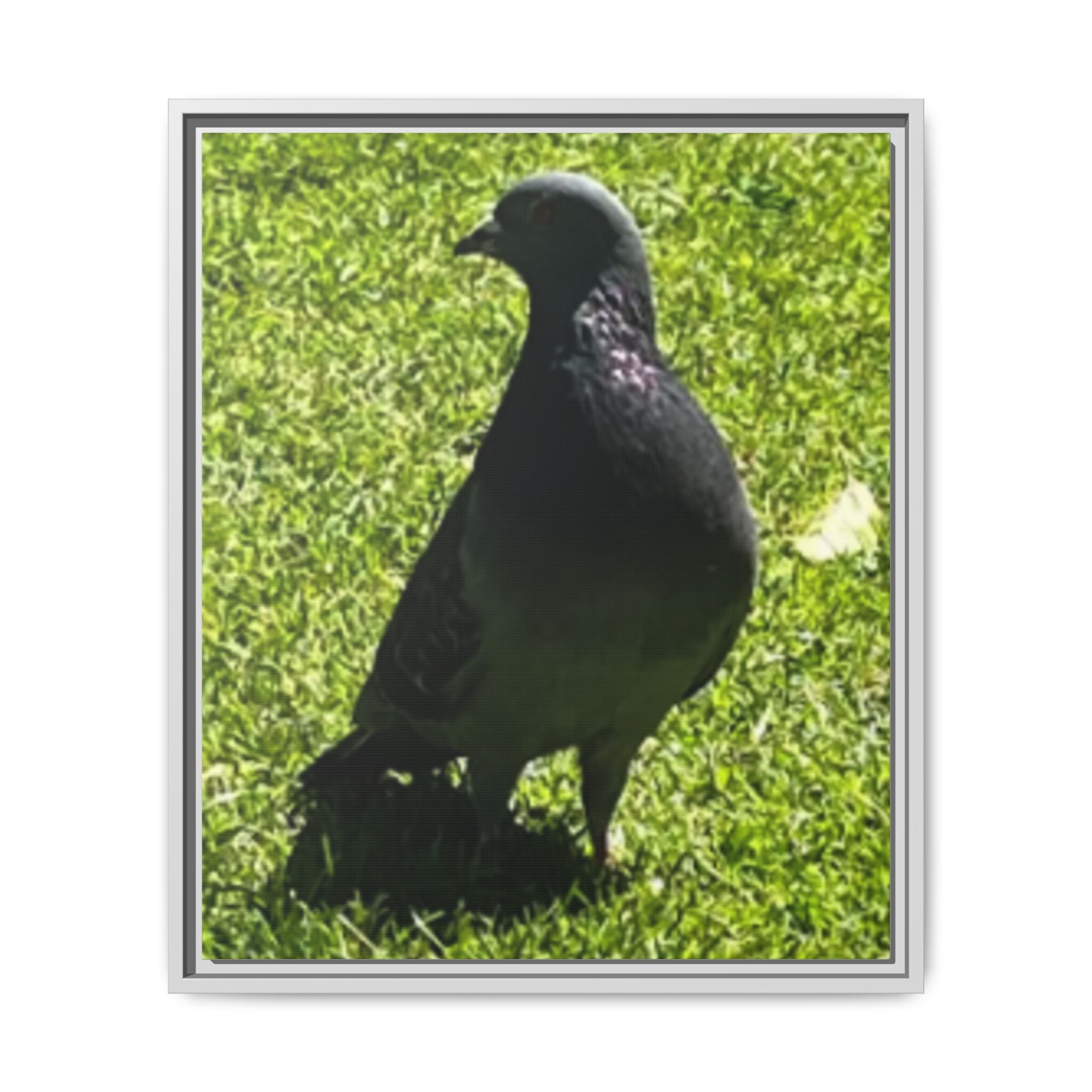 Pigeon on Grass Matte Canvas Print (Framed)