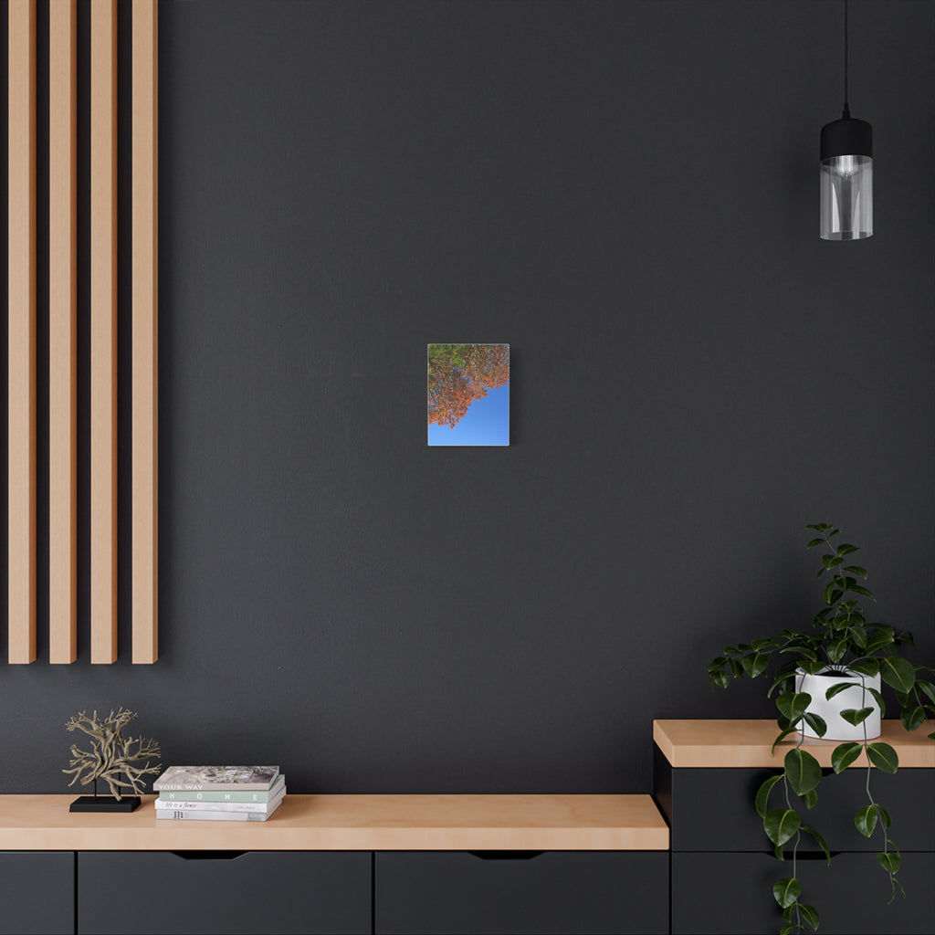 Autumn Canopy Matte Canvas Print — Stretched 1.25"