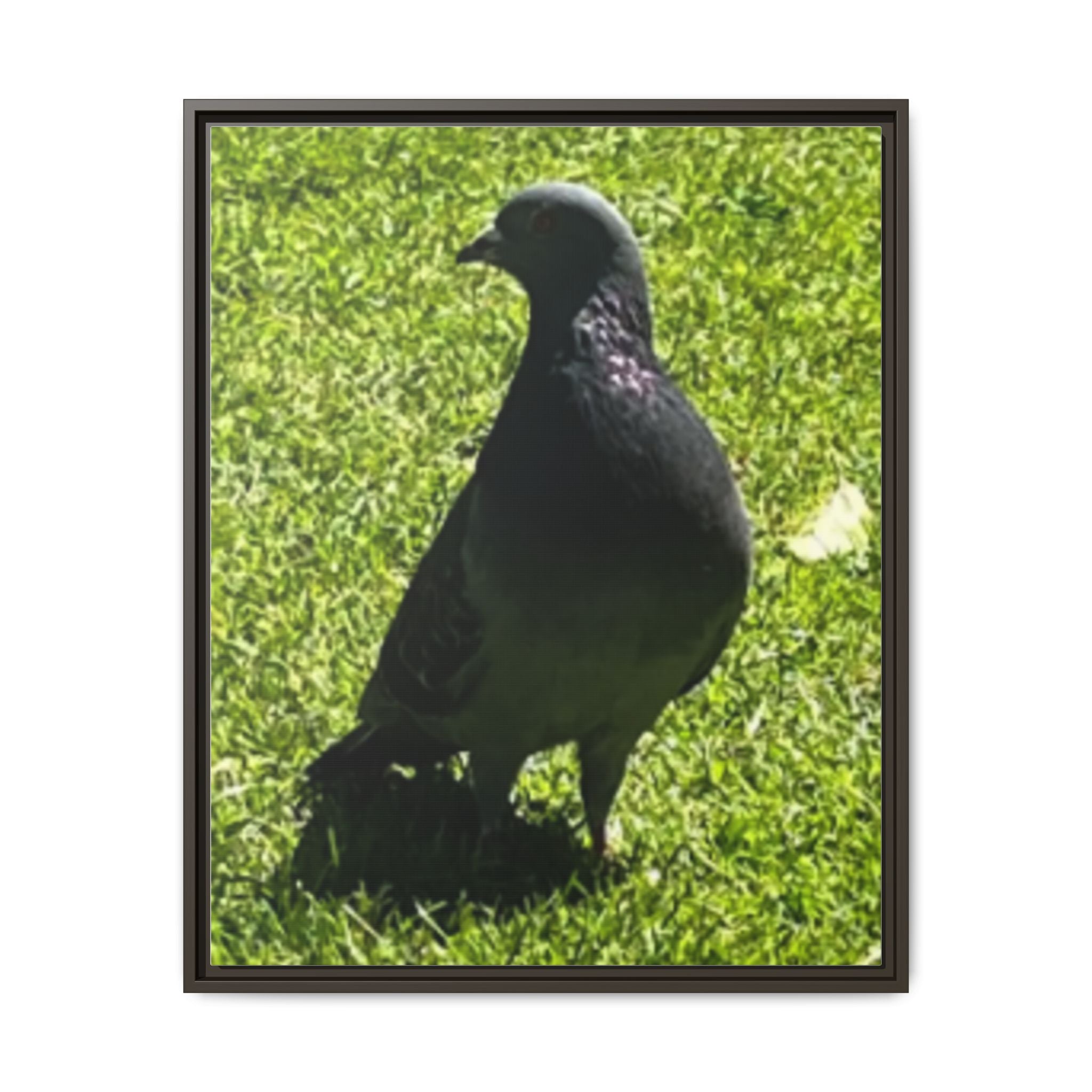 Pigeon on Grass Matte Canvas Print (Framed)
