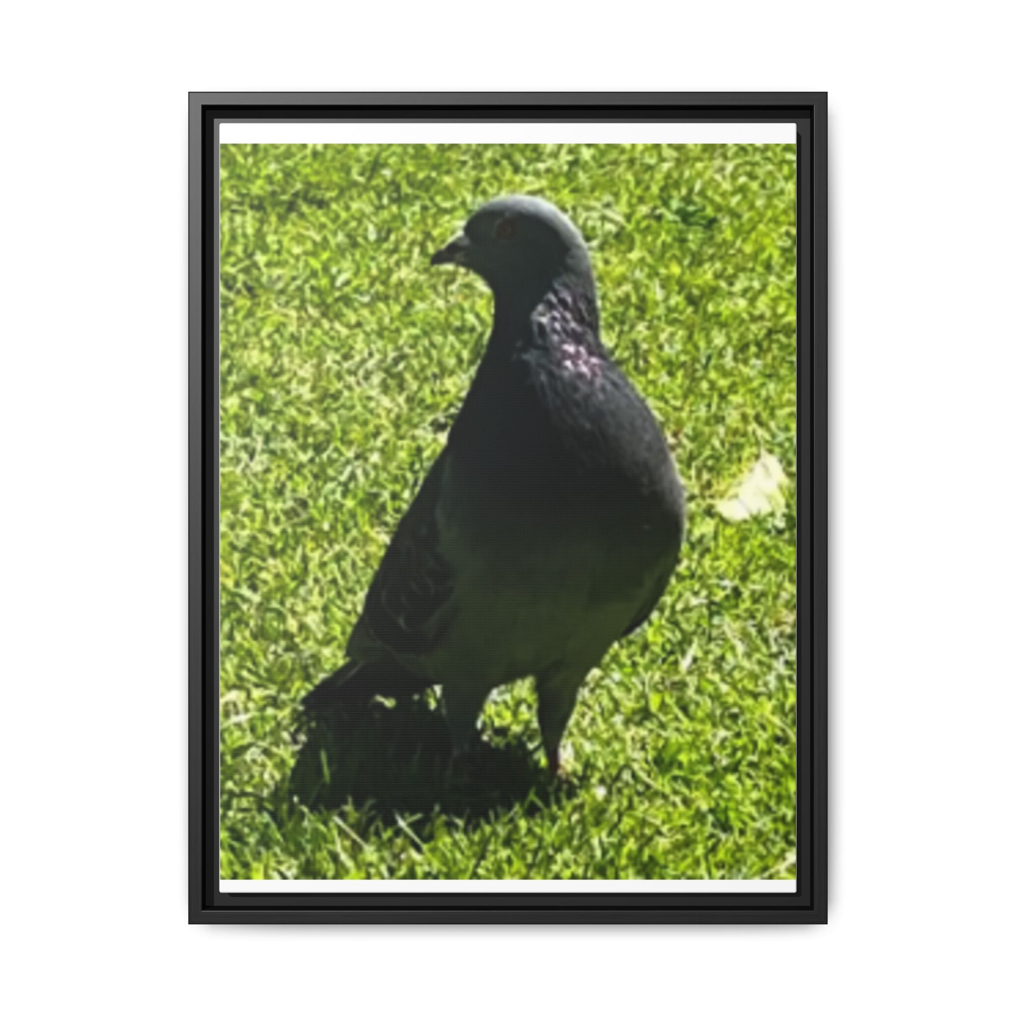 Pigeon on Grass Matte Canvas Print (Framed)