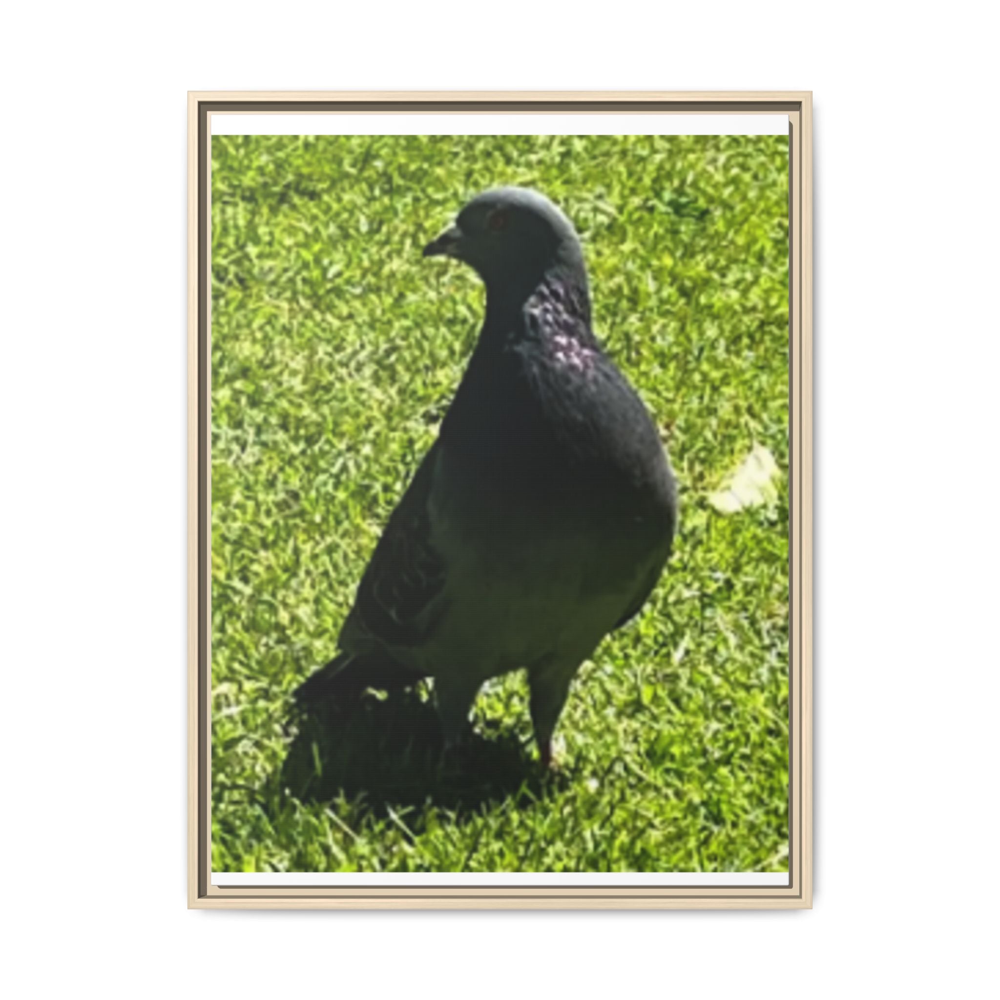 Pigeon on Grass Matte Canvas Print (Framed)