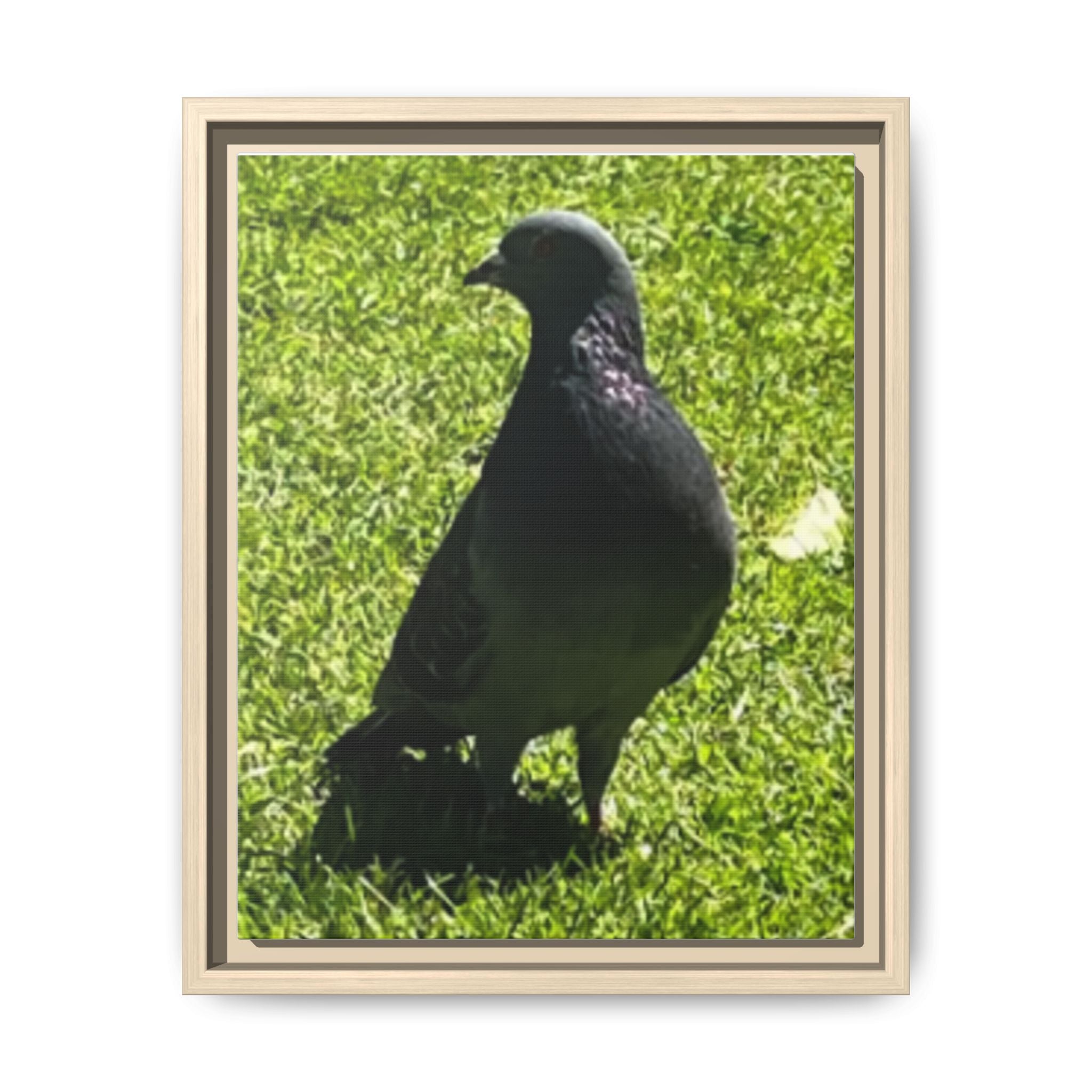 Pigeon on Grass Matte Canvas Print (Framed)