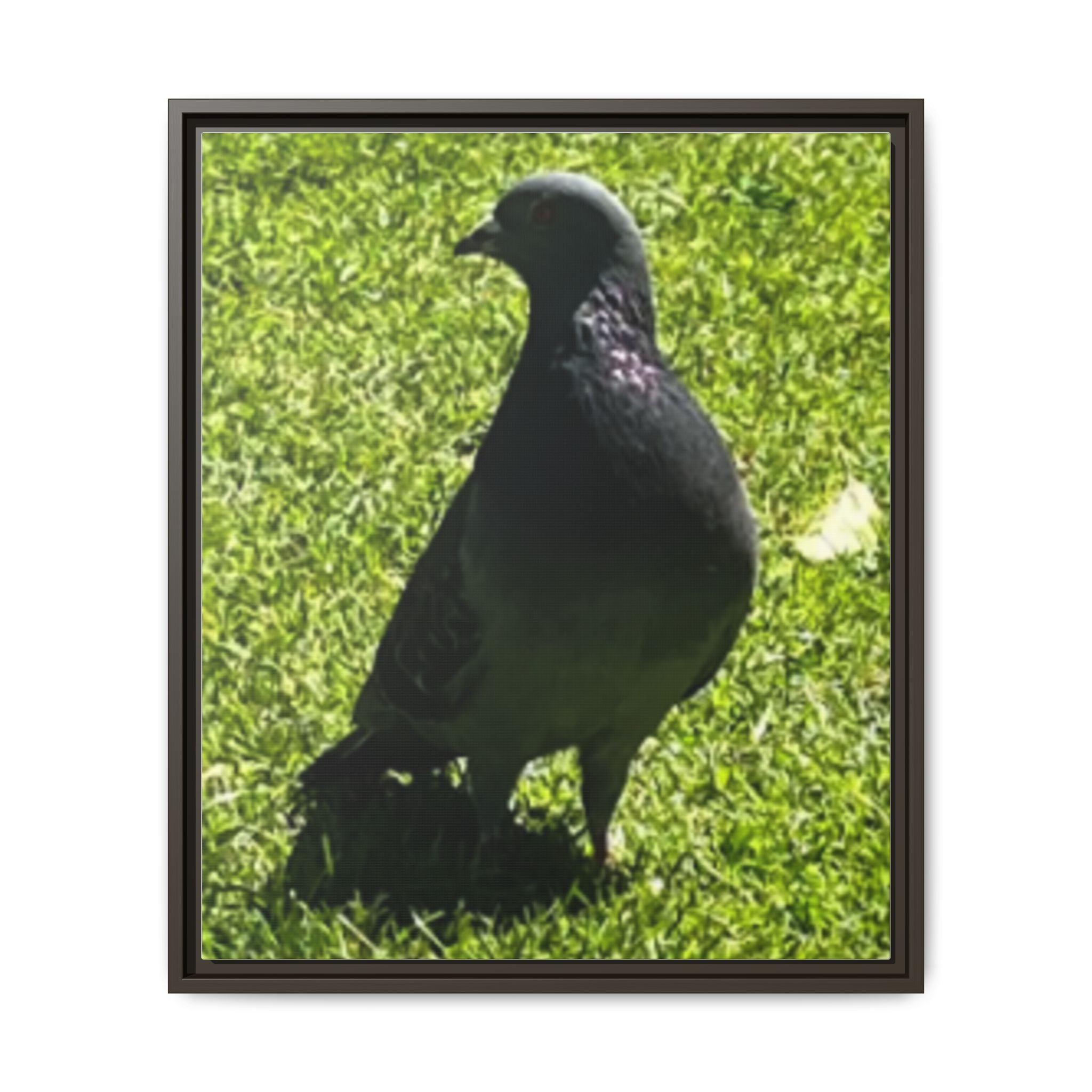 Pigeon on Grass Matte Canvas Print (Framed)