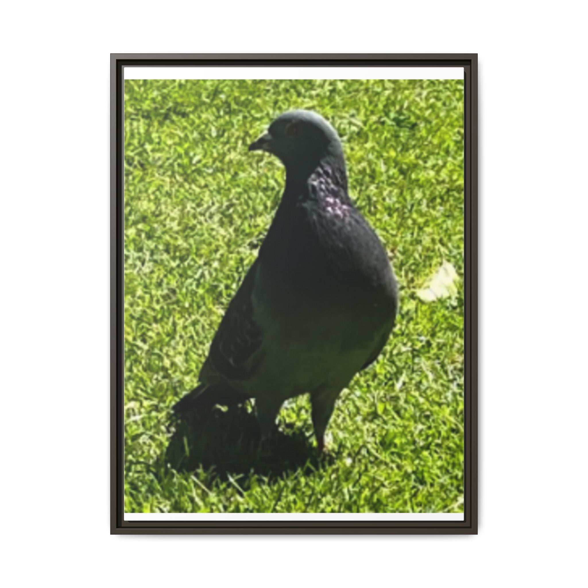 Pigeon on Grass Matte Canvas Print (Framed)