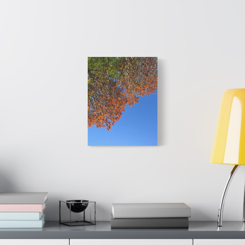 Autumn Canopy Matte Canvas Print — Stretched 1.25"