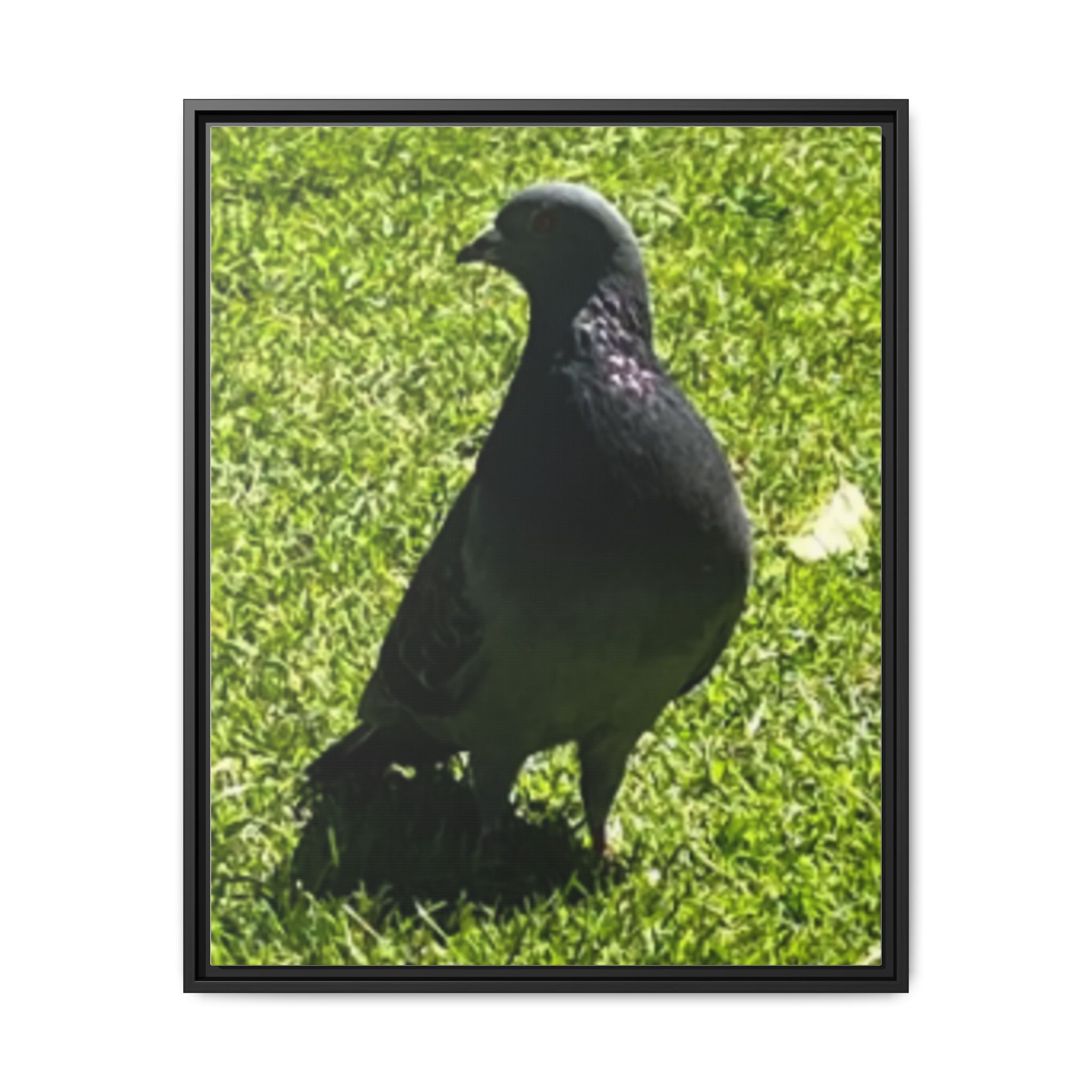 Pigeon on Grass Matte Canvas Print (Framed)