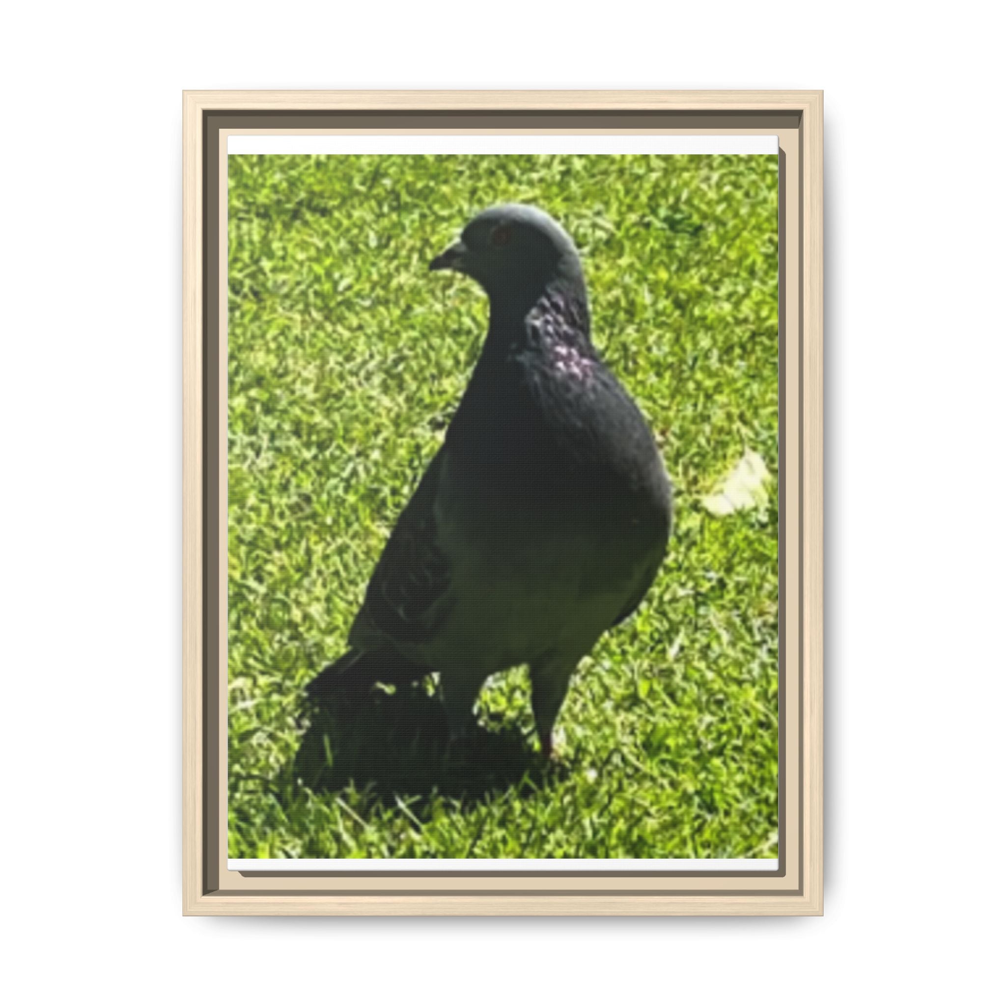 Pigeon on Grass Matte Canvas Print (Framed)