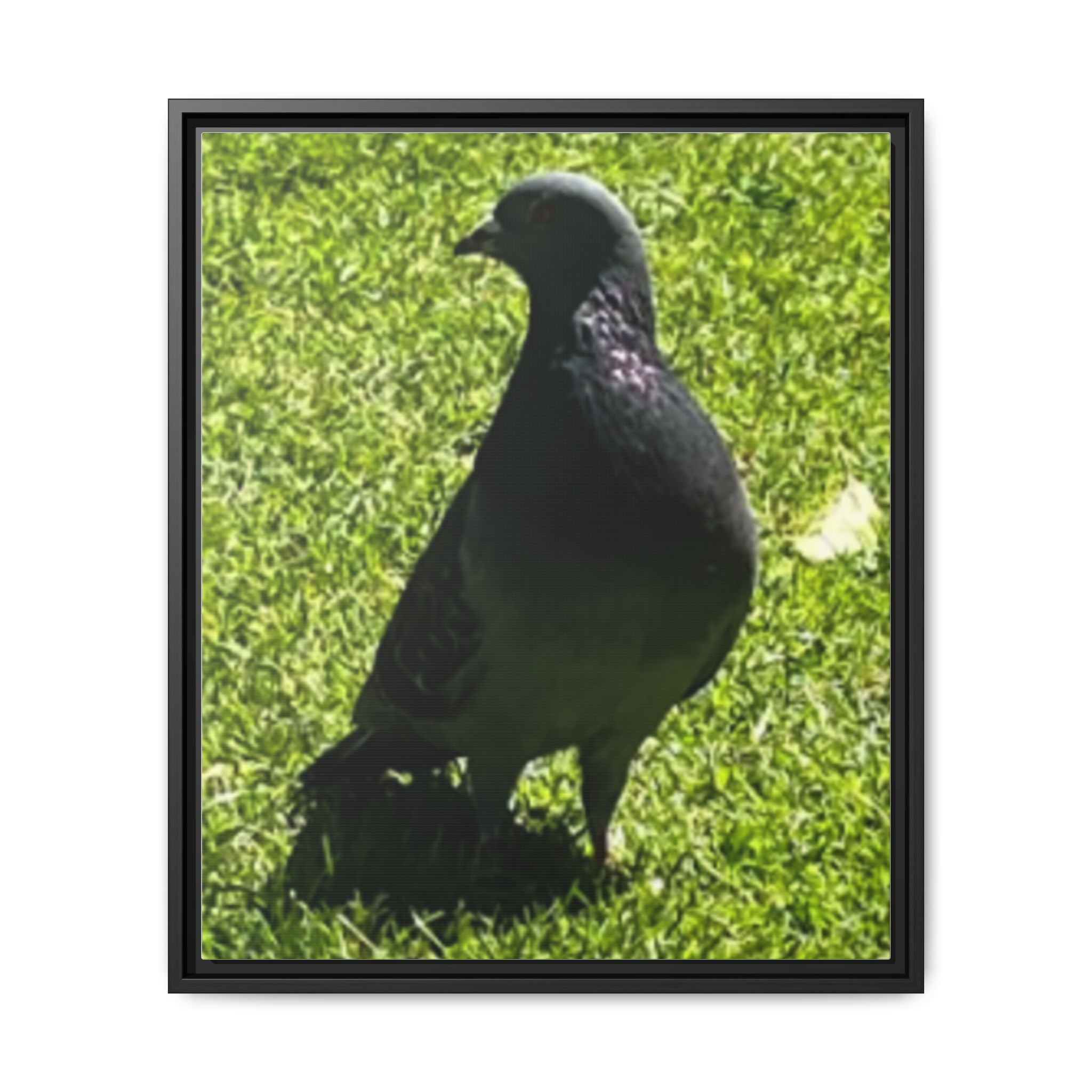 Pigeon on Grass Matte Canvas Print (Framed)
