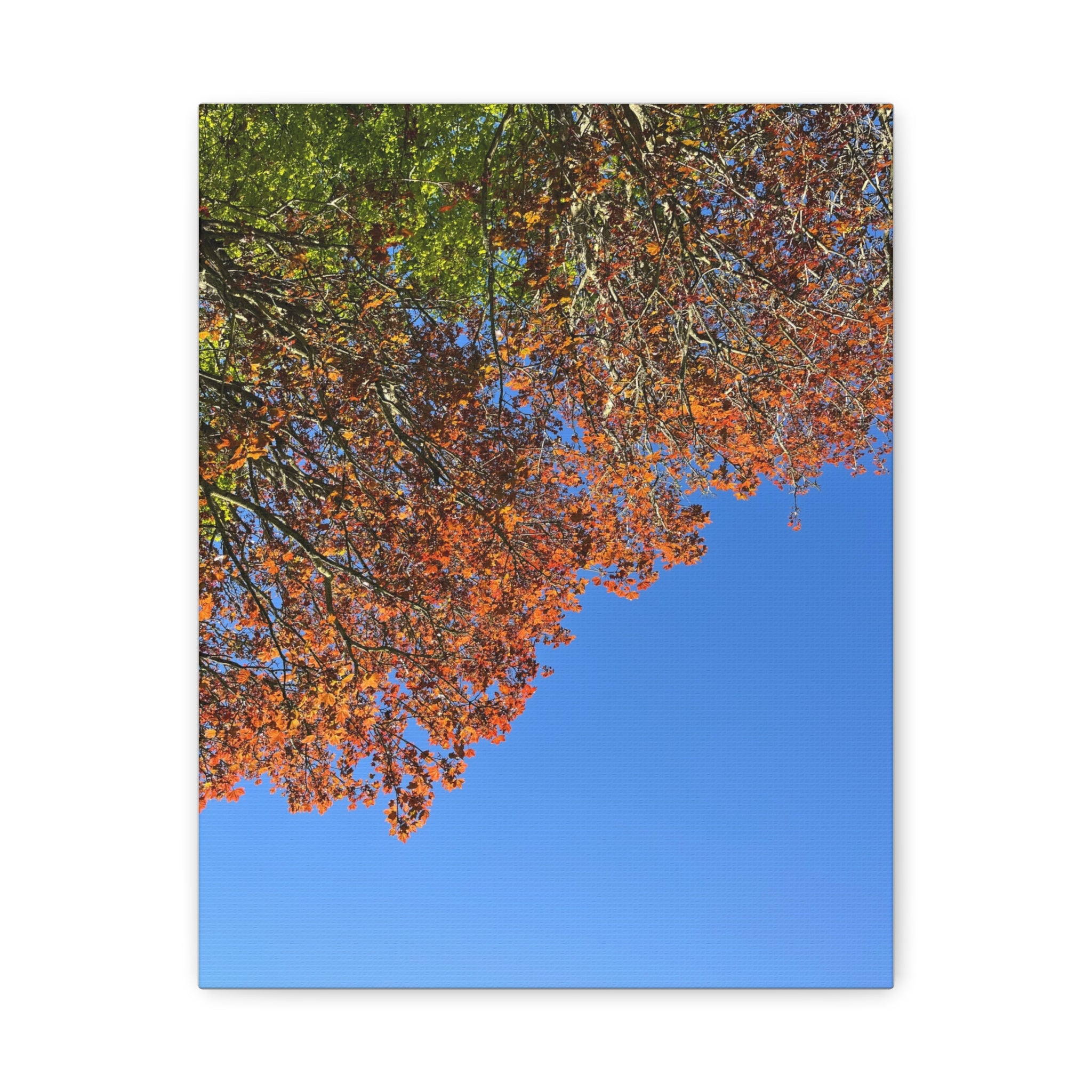 Matte canvas print of colorful autumn canopy branches over blue sky