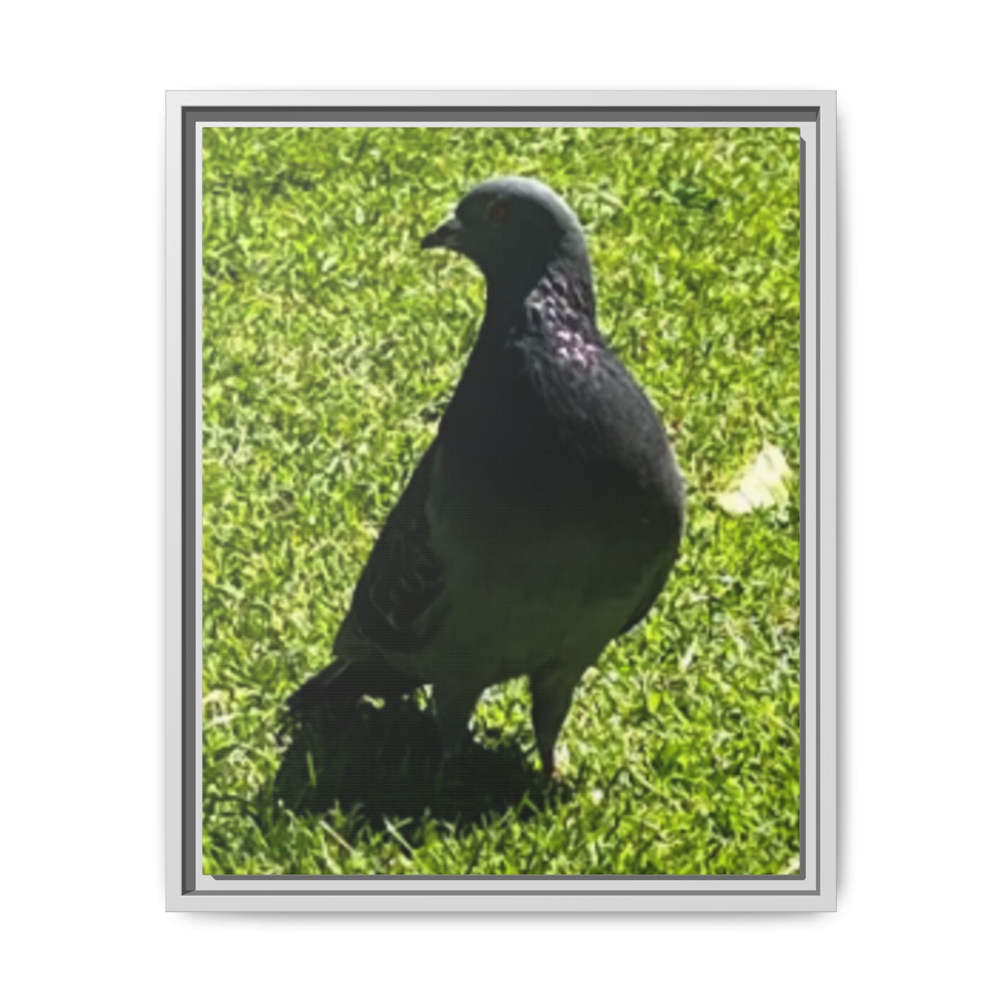 Pigeon on Grass Matte Canvas Print (Framed)