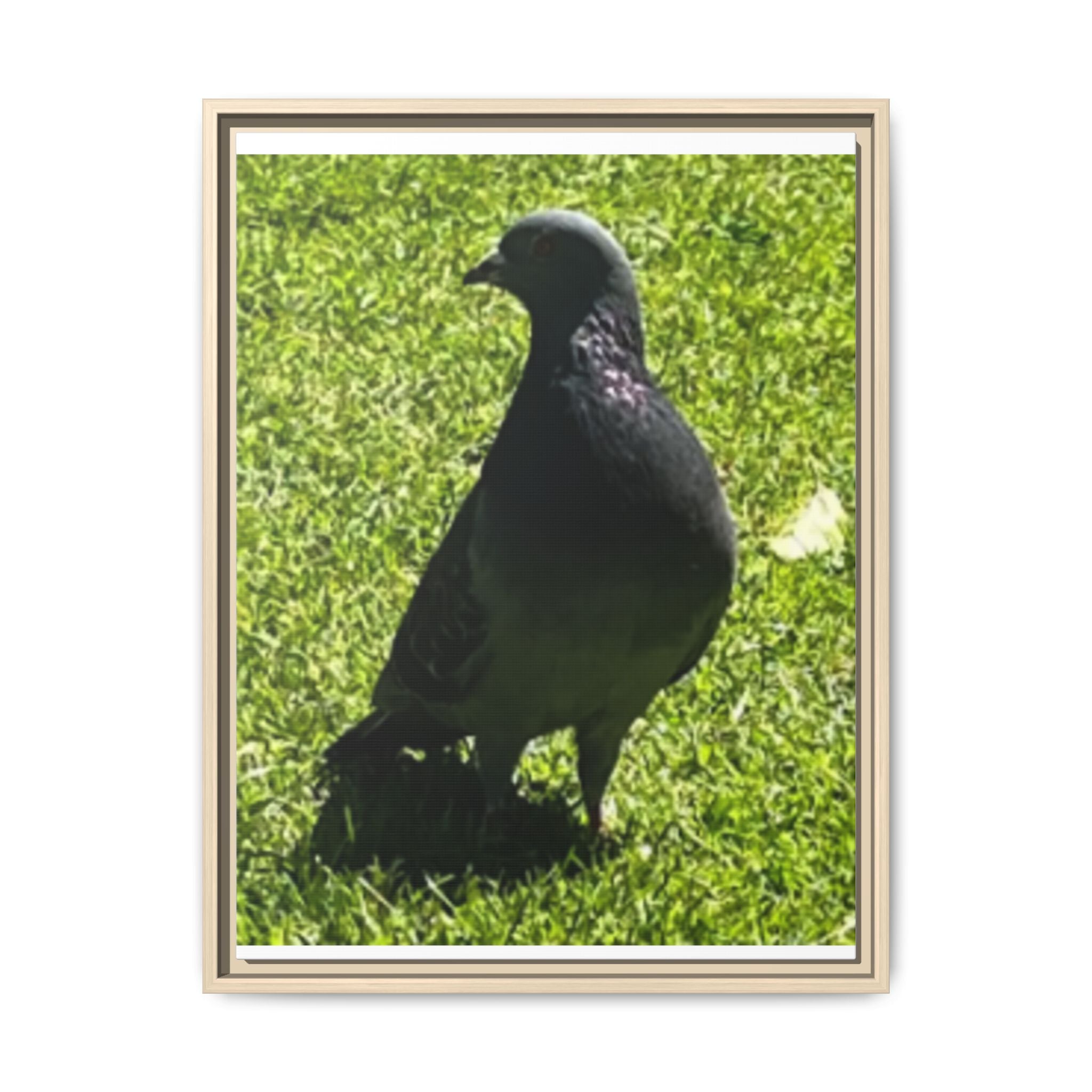 Pigeon on Grass Matte Canvas Print (Framed)