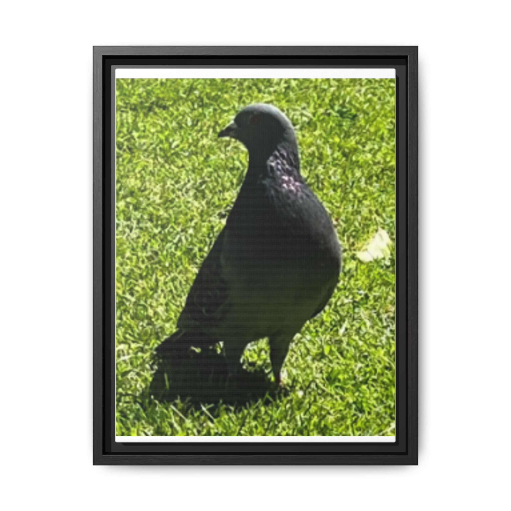 Pigeon on Grass Matte Canvas Print (Framed)