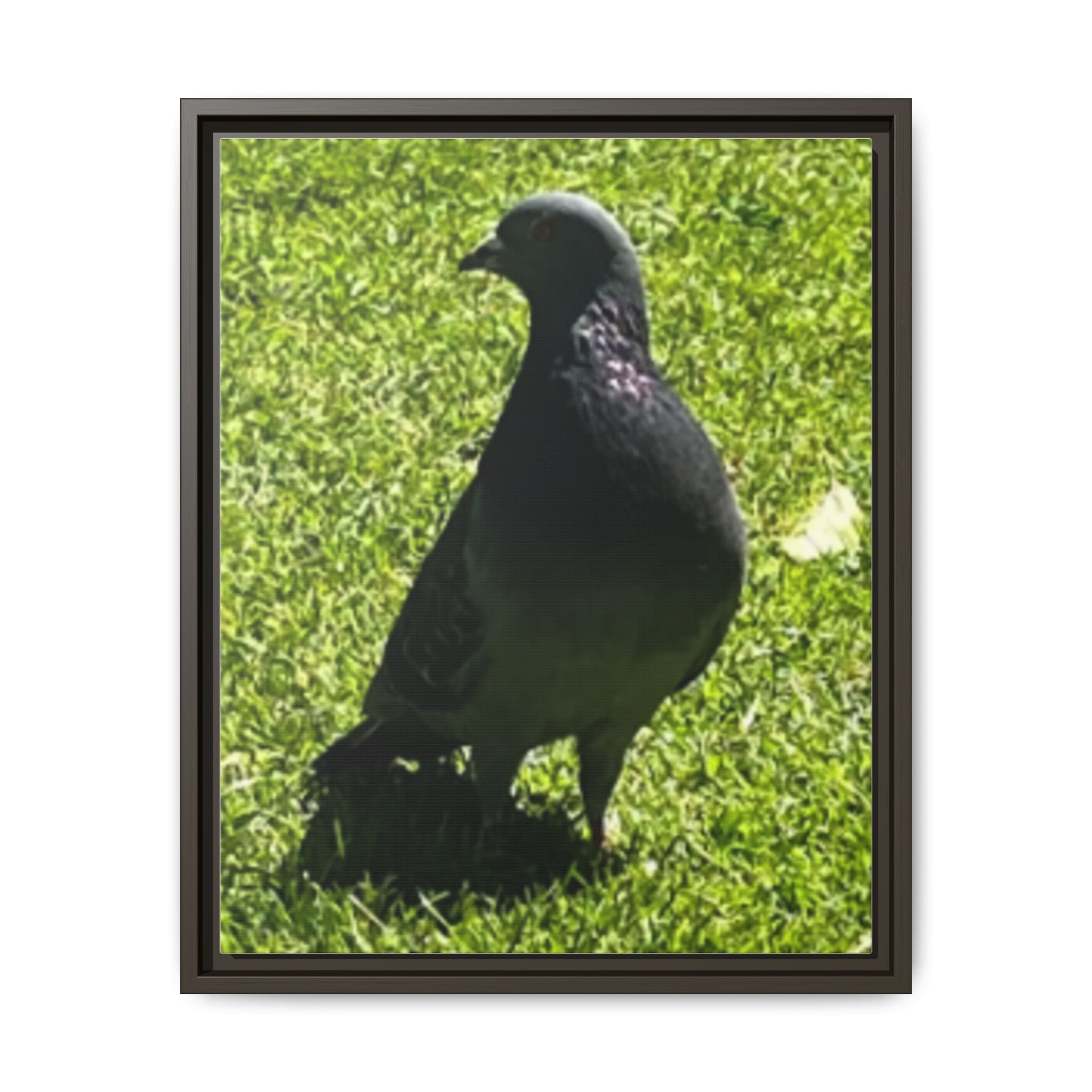 Pigeon on Grass Matte Canvas Print (Framed)
