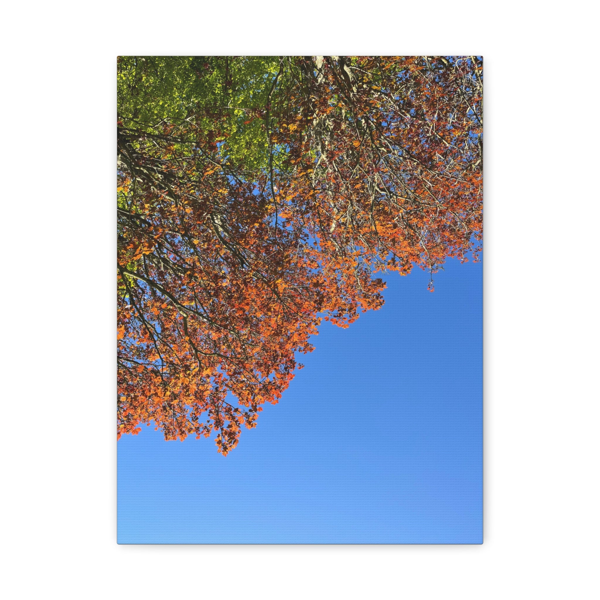 Matte canvas print of orange and green tree canopy against blue sky