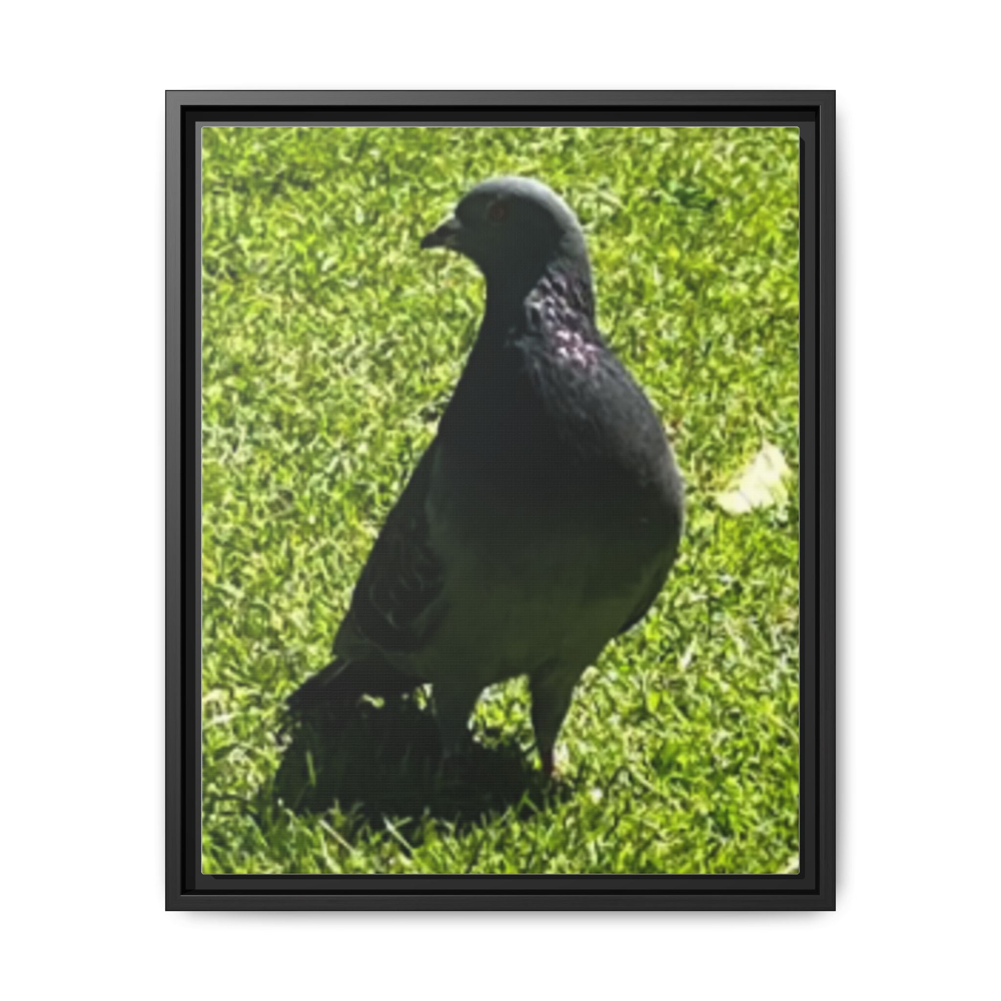 Pigeon on Grass Matte Canvas Print (Framed)