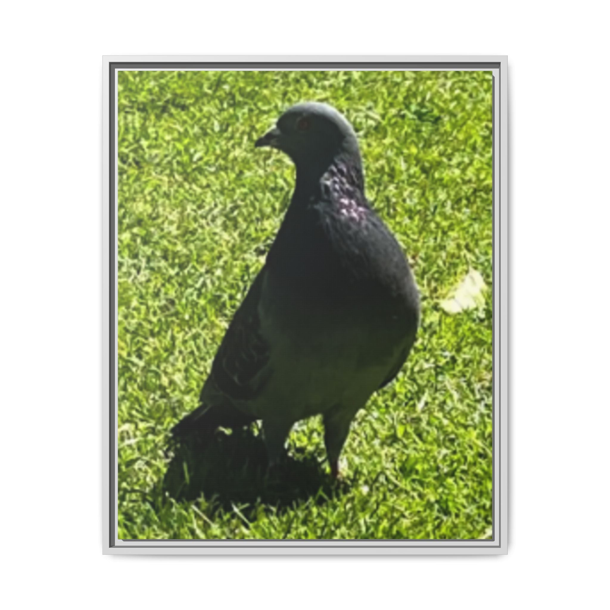 Pigeon on Grass Matte Canvas Print (Framed)