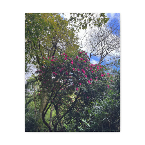 Portrait canvas wall art showing a tree canopy with clusters of bright pink flowers
