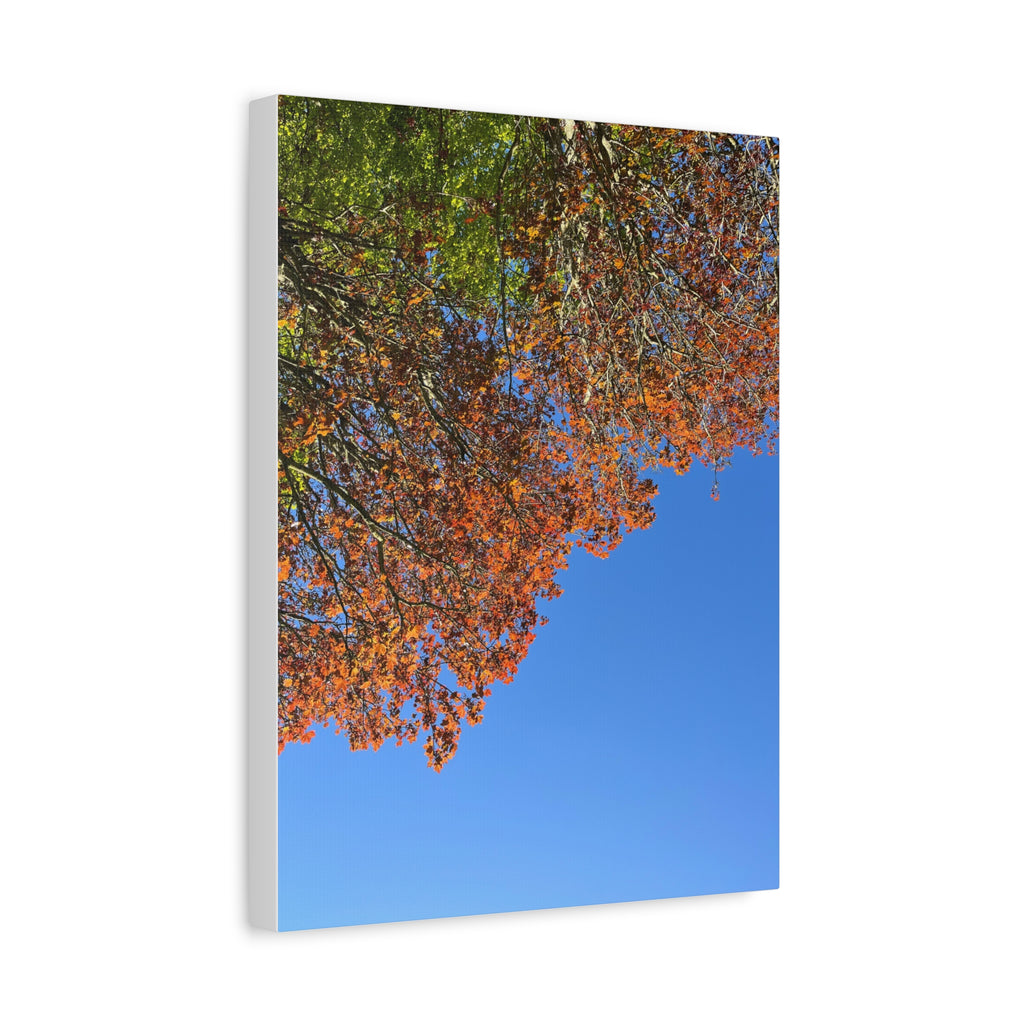Autumn Canopy Matte Canvas Print — Stretched 1.25"