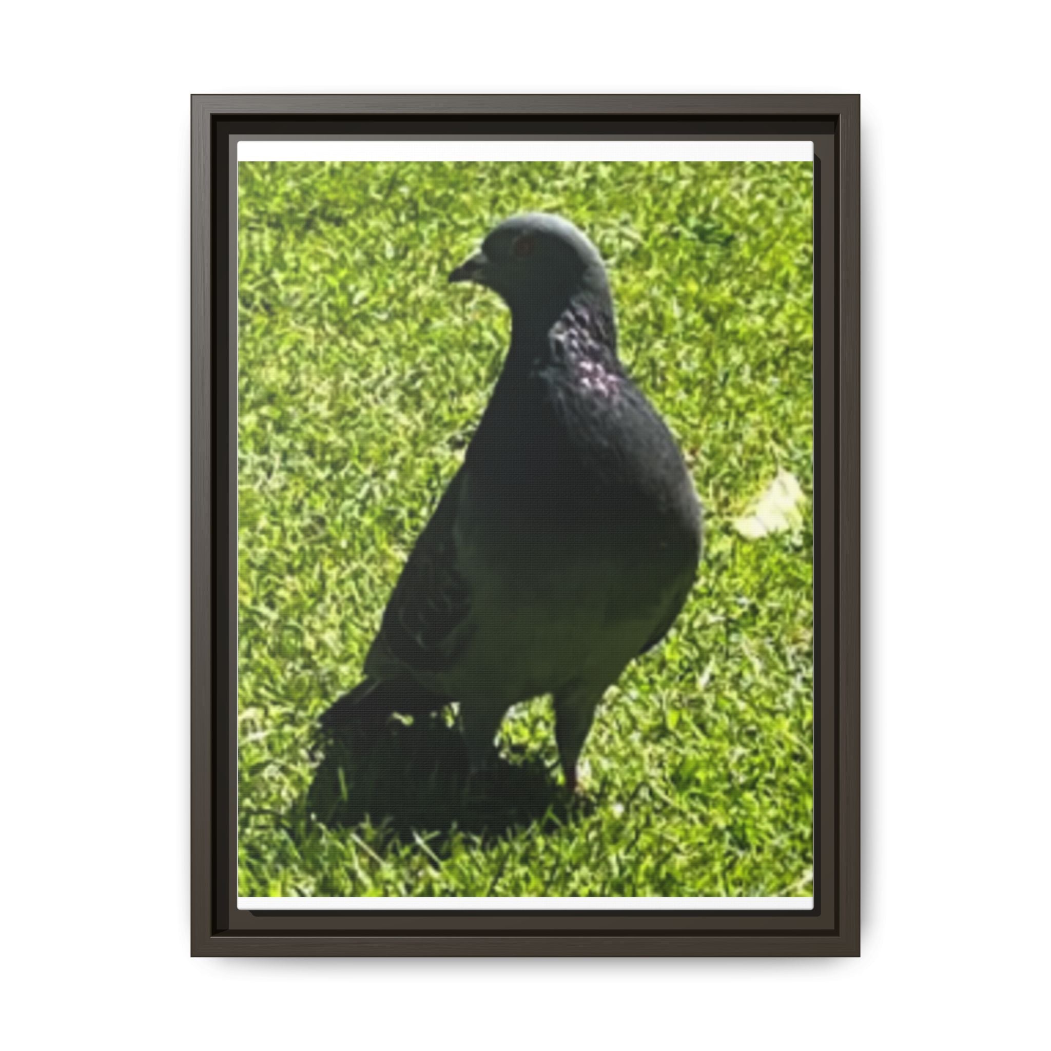 Pigeon on Grass Matte Canvas Print (Framed)