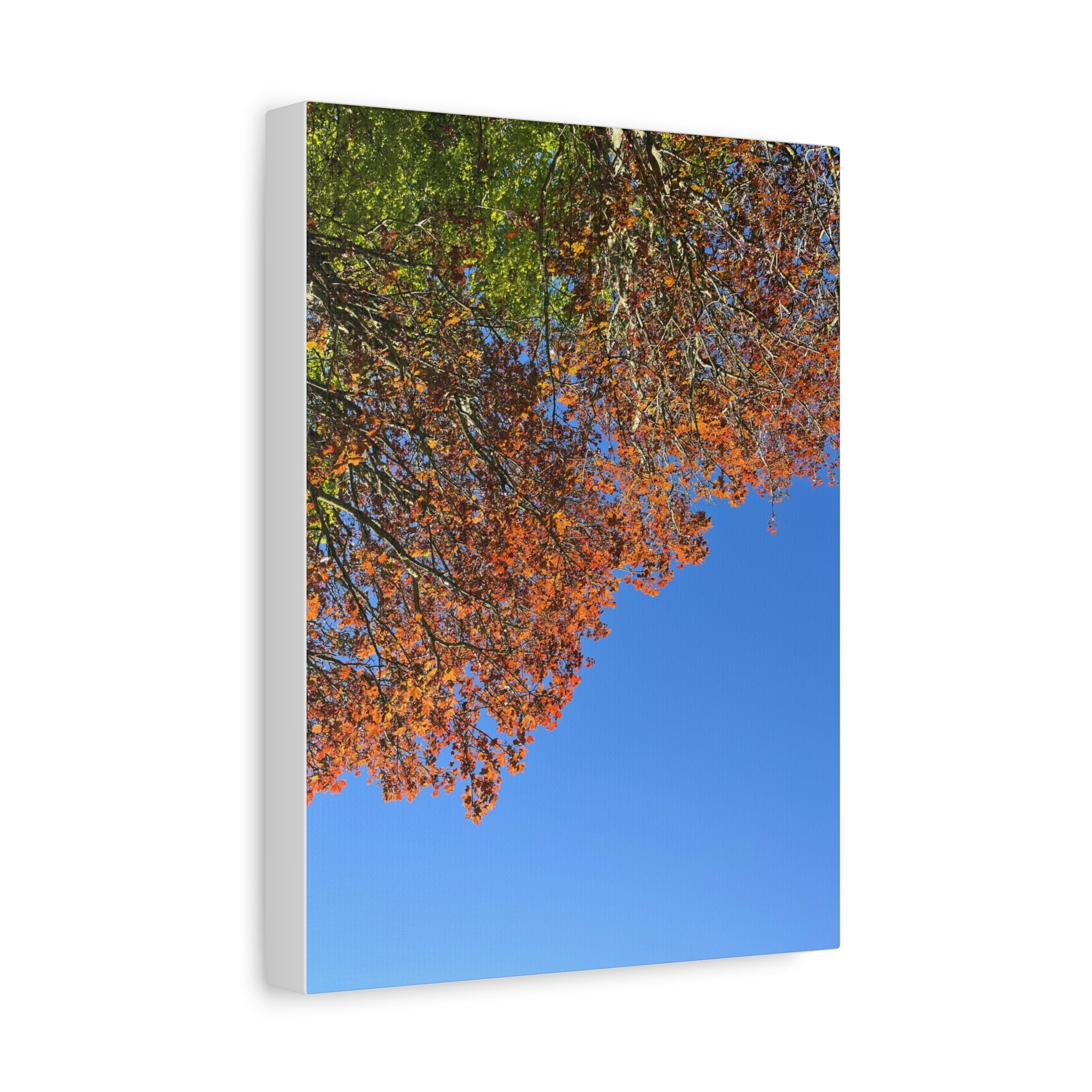 Autumn Canopy Matte Canvas Print — Stretched 1.25"
