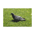 Framed canvas wall art with a black pigeon on green grass