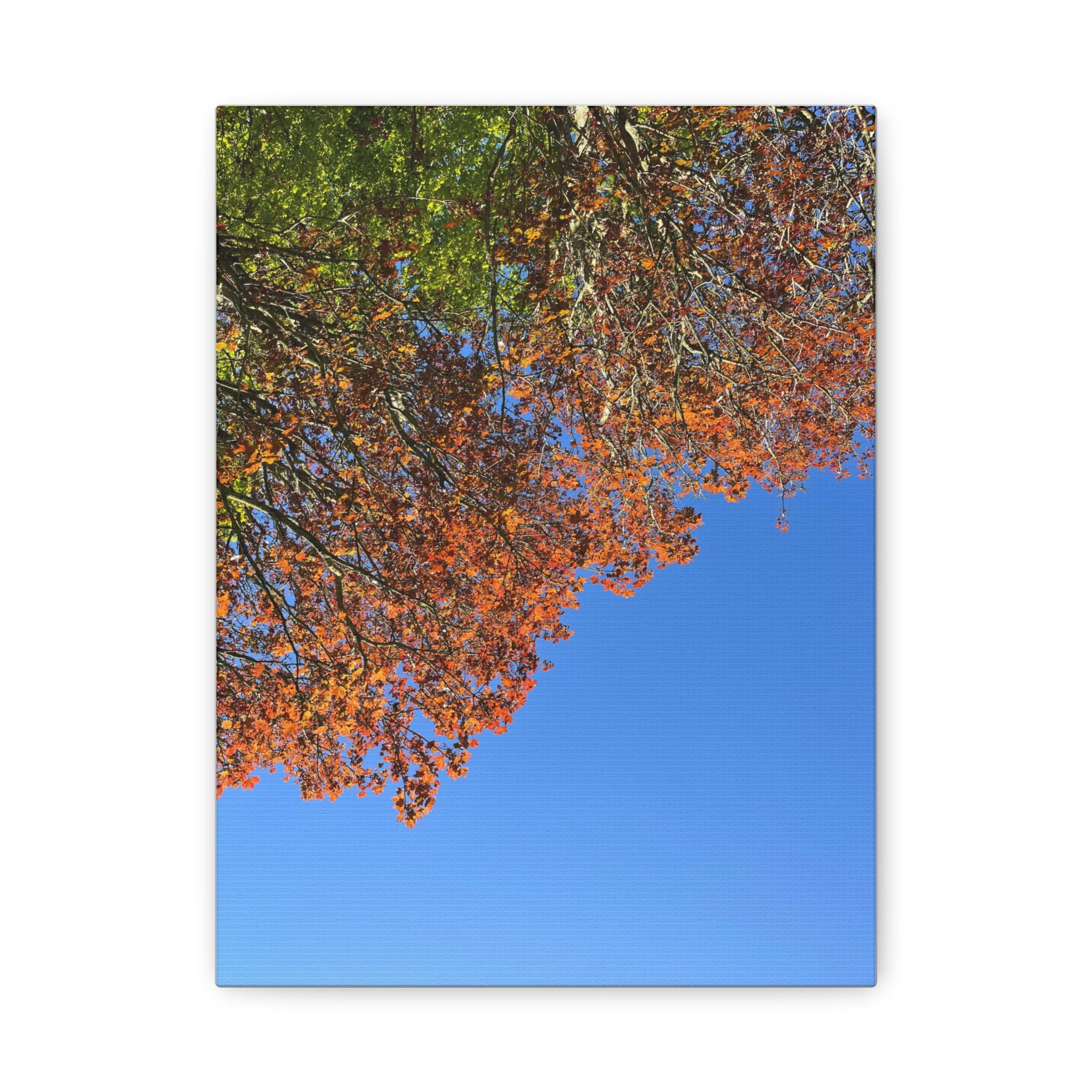 Matte canvas print of autumn leaves and branches over blue sky, cropped