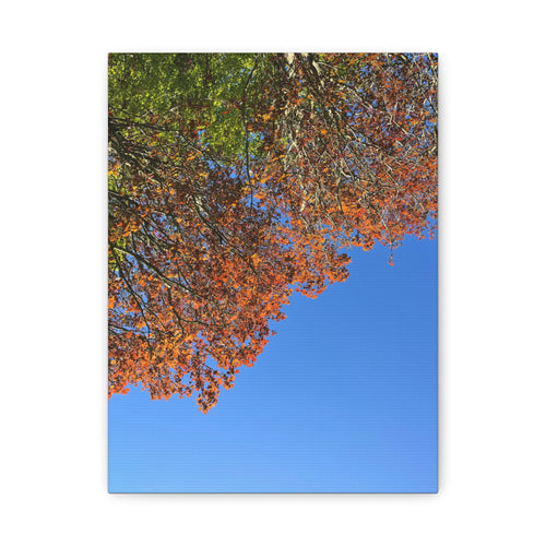 Autumn Canopy Matte Canvas Print — Stretched 1.25"