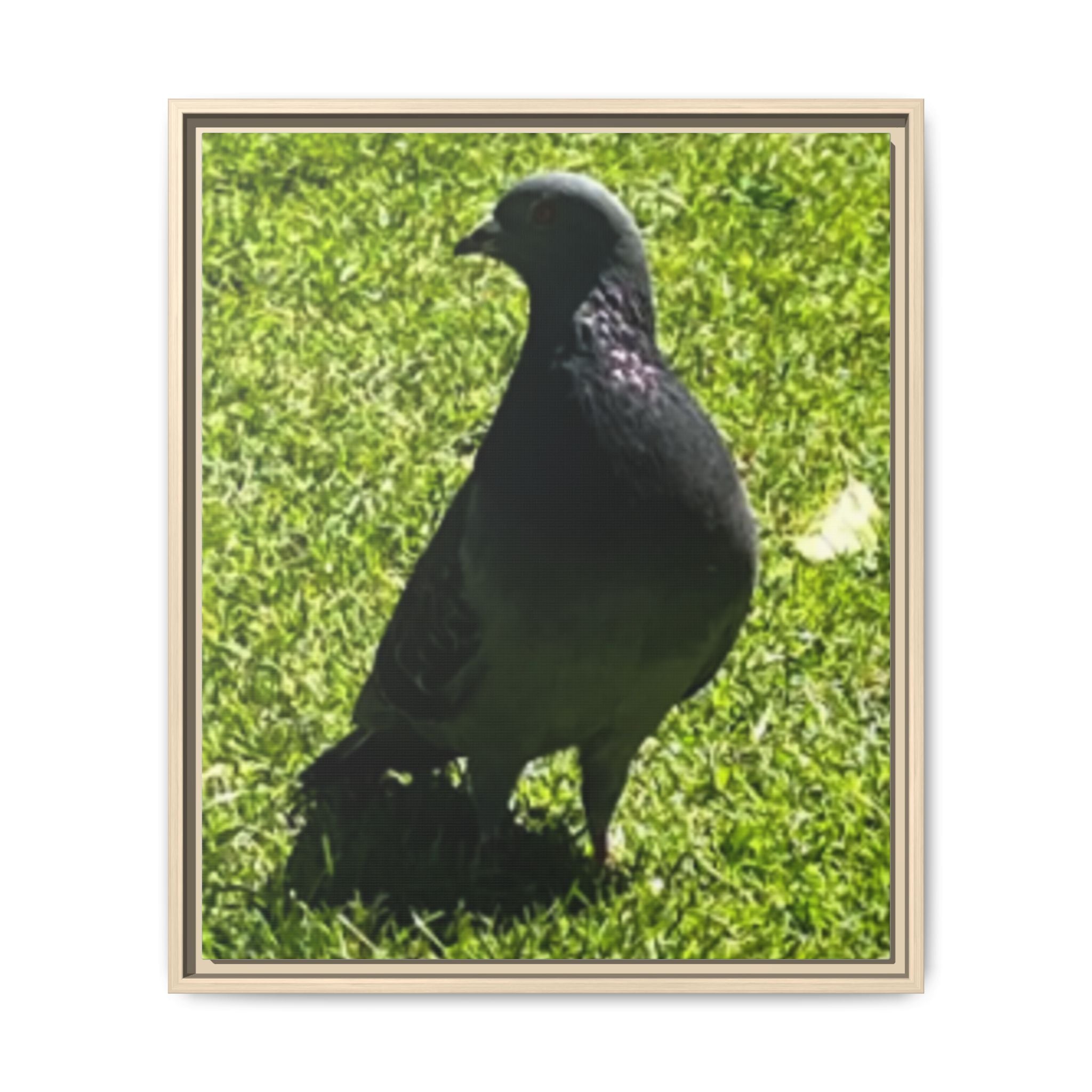 Pigeon on Grass Matte Canvas Print (Framed)
