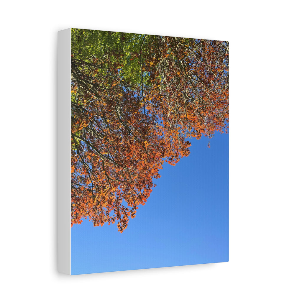 Autumn Canopy Matte Canvas Print — Stretched 1.25"