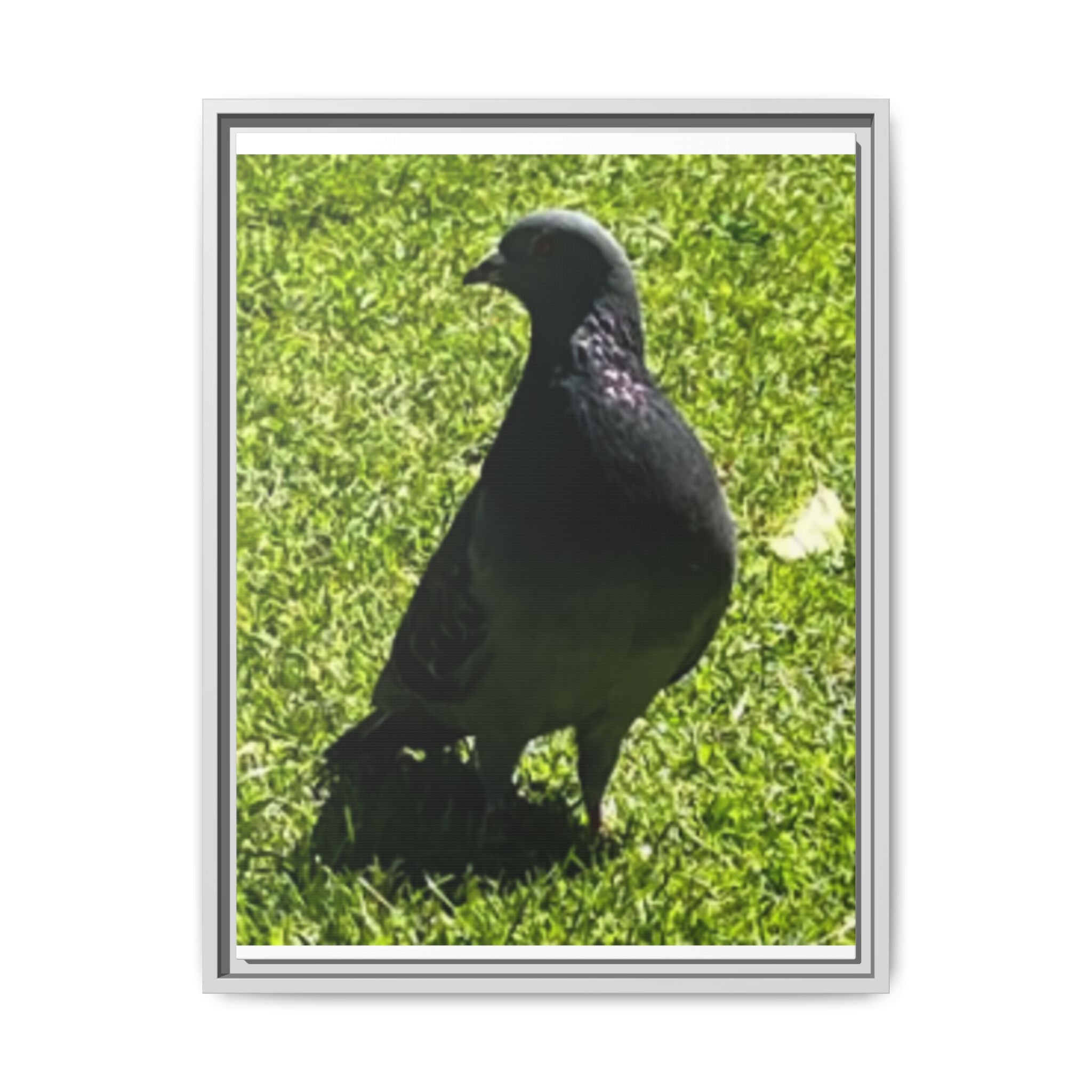 Pigeon on Grass Matte Canvas Print (Framed)