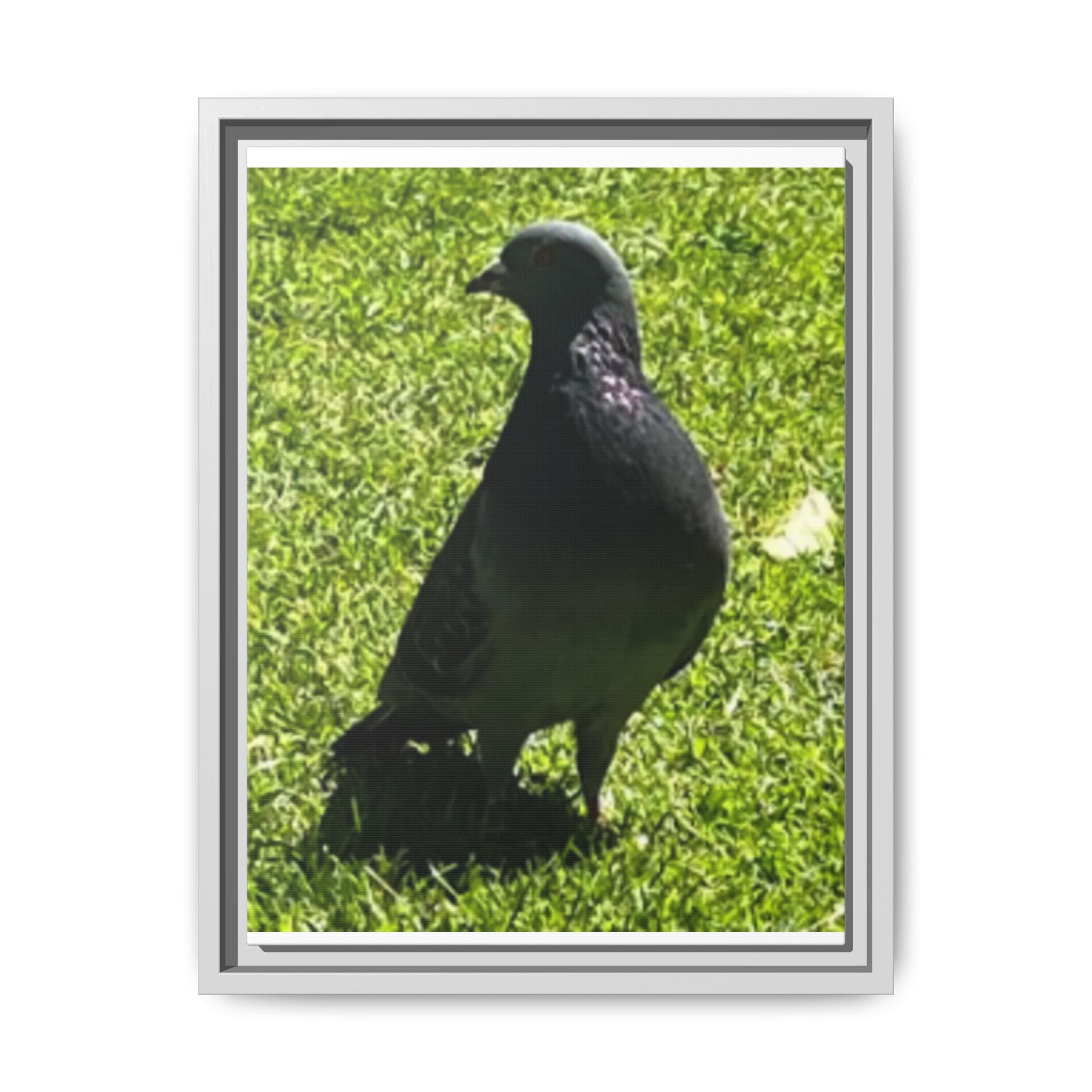 Pigeon on Grass Matte Canvas Print (Framed)